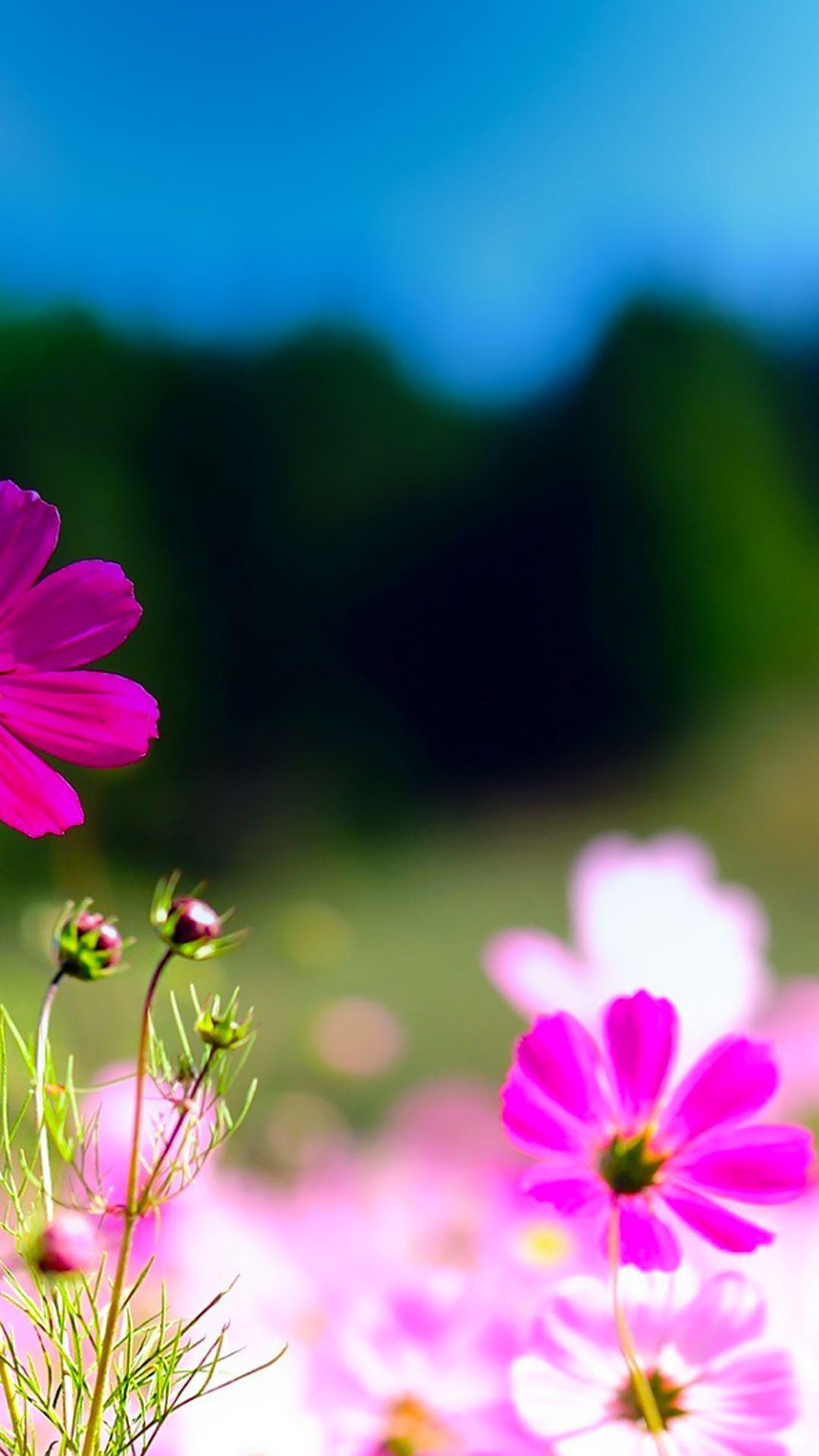 Creative Flower Wallpapers - Top Free Creative Flower Backgrounds