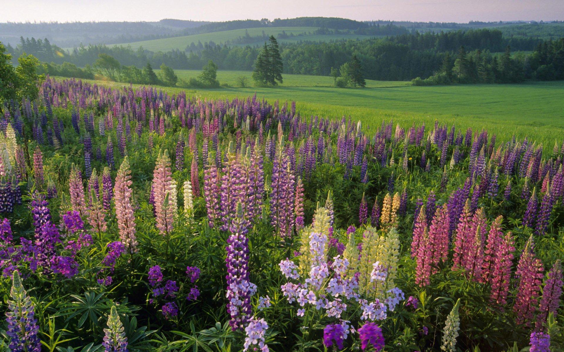 1920x1200 Prince Edward Island HD Wallpaper and Background