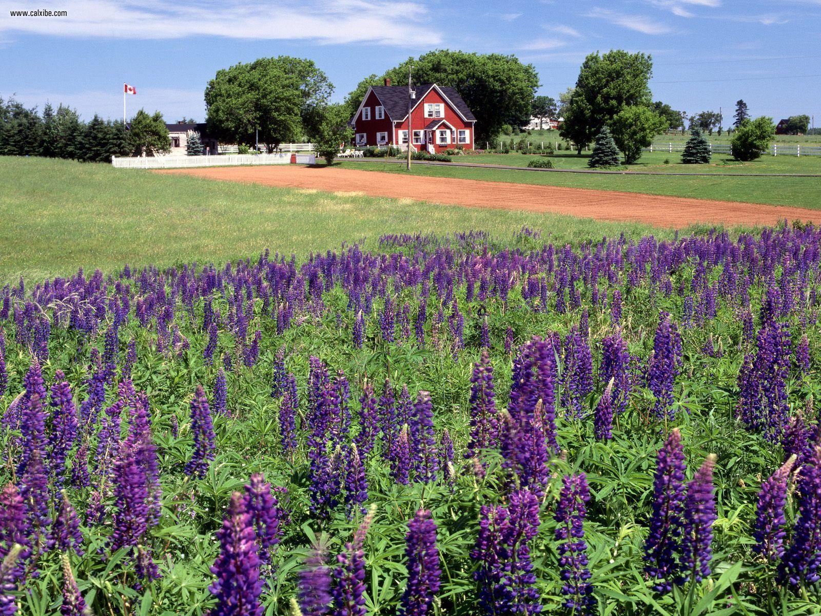 1600x1200 Free download map of prince edward island canada wallpaper prince edward island [1600x1200] for your Desktop, Mobile & Tablet. Explore Prince Edward Island Wallpaper. Edward Norton Wallpaper, Edward Cullen