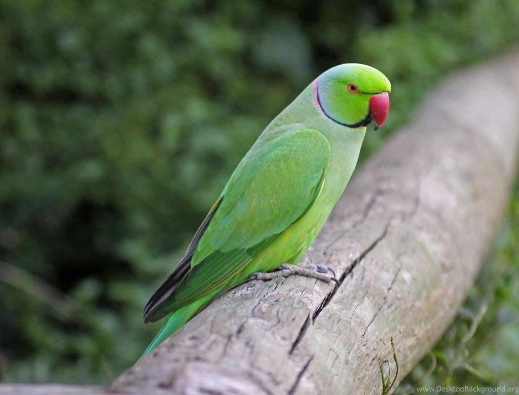 Parrot Wallpaper Images | Free Photos, PNG Stickers, Wallpapers &  Backgrounds - rawpixel