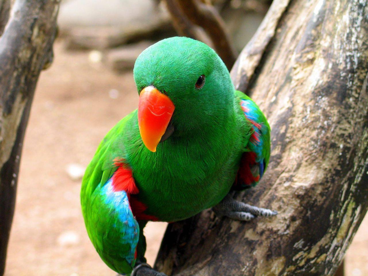 Green Parrot HD Wallpapers - Top Free Green Parrot HD Backgrounds ...