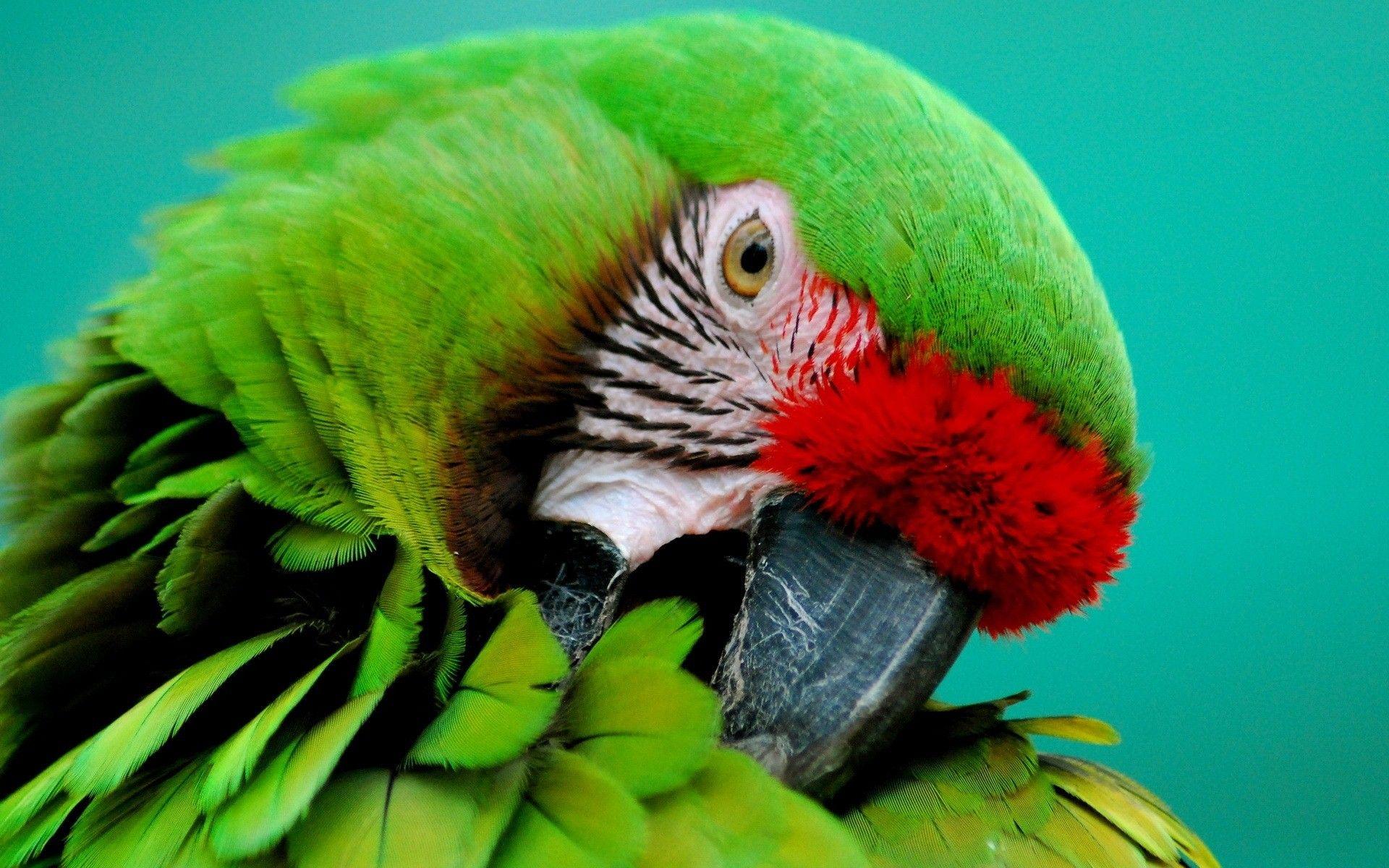 Green Parrot HD Wallpapers - Top Free Green Parrot HD Backgrounds