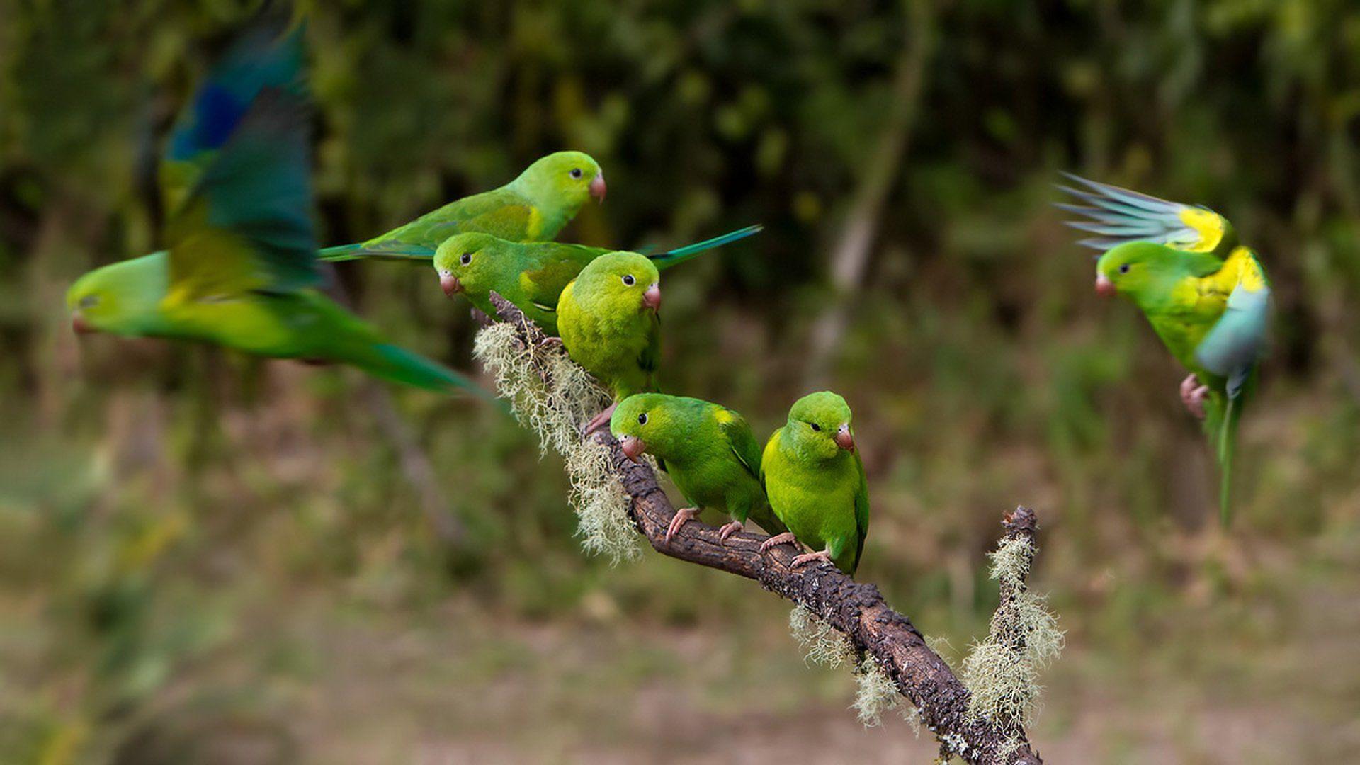 Green Parrot Hd Wallpapers Top Free Green Parrot Hd Backgrounds