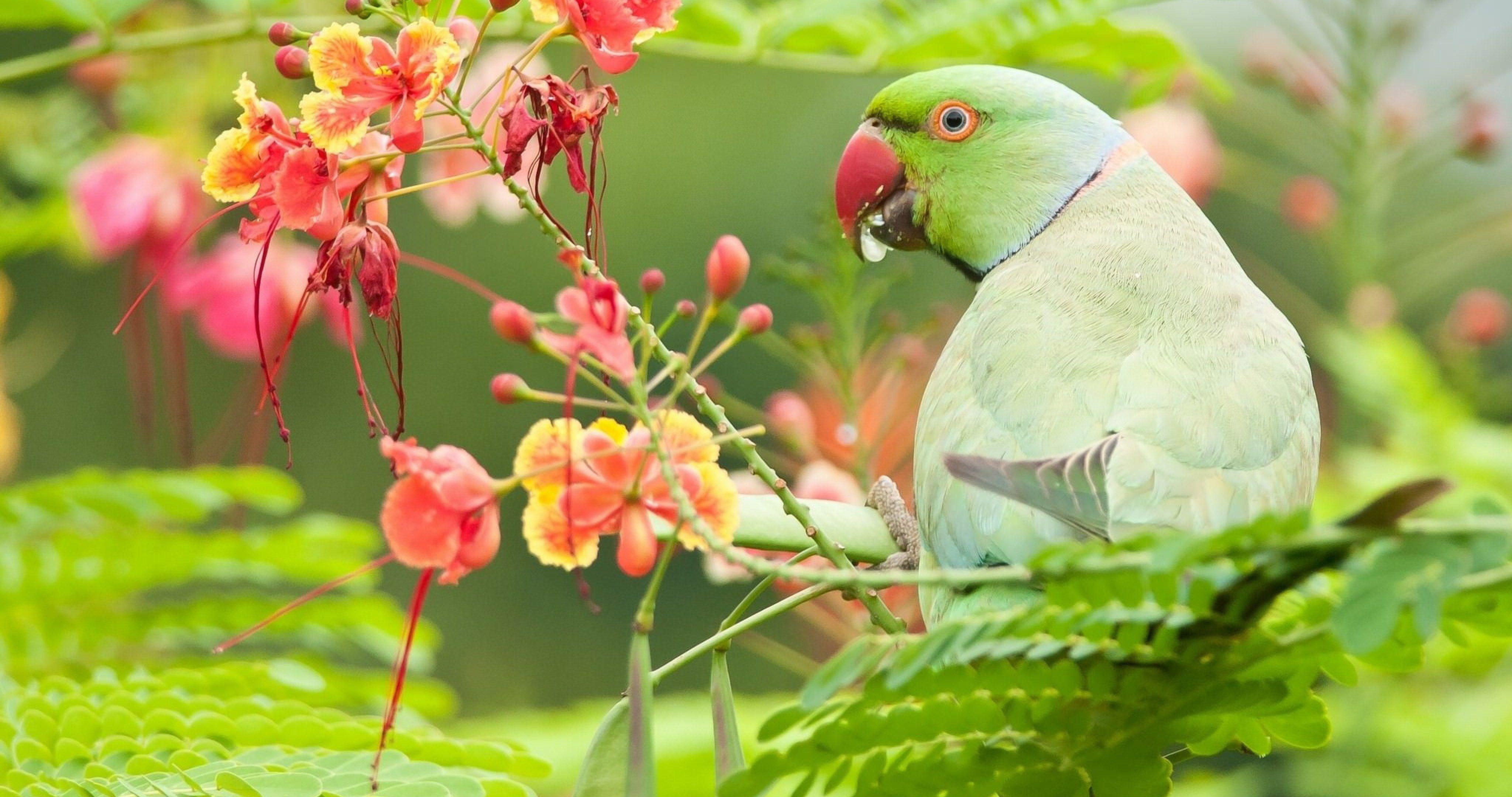 Green Parrot HD Wallpapers - Top Free Green Parrot HD Backgrounds ...