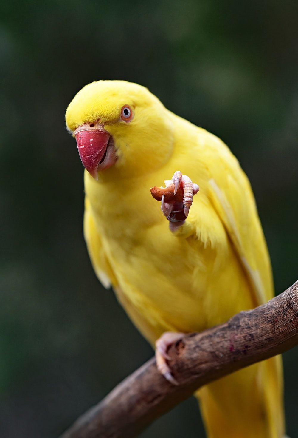 1000x1468 Canary Picture. Download Free Image