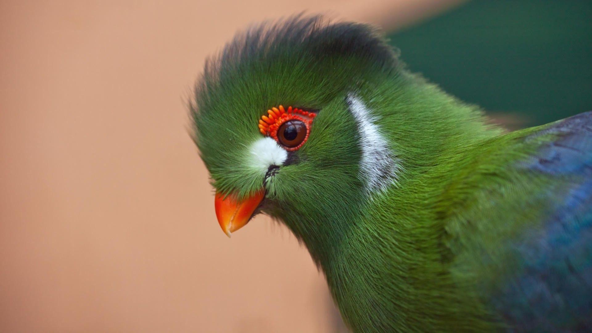 Hình nền HD 1920x1080 Baby Parrot 19744 https://wallpaperaccess.com/full/947871.jpg