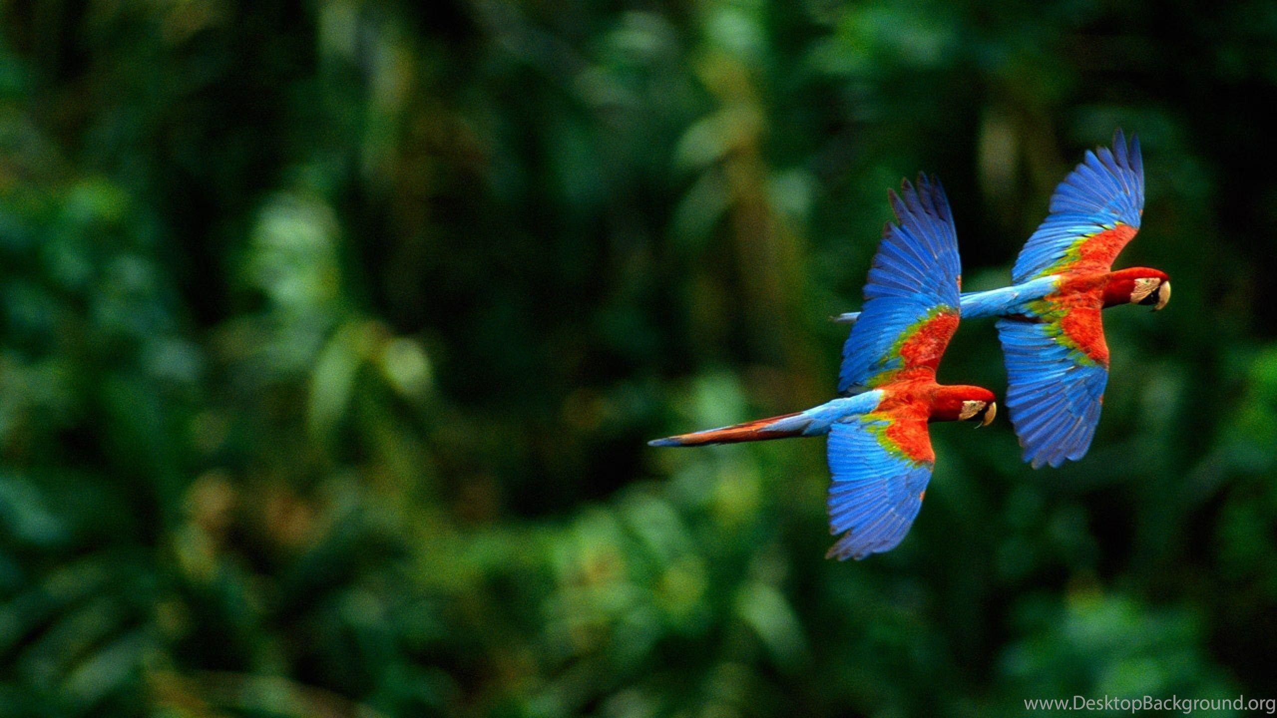 2560x1440 Macaw Parrot HD Wallpaper Desktop Background