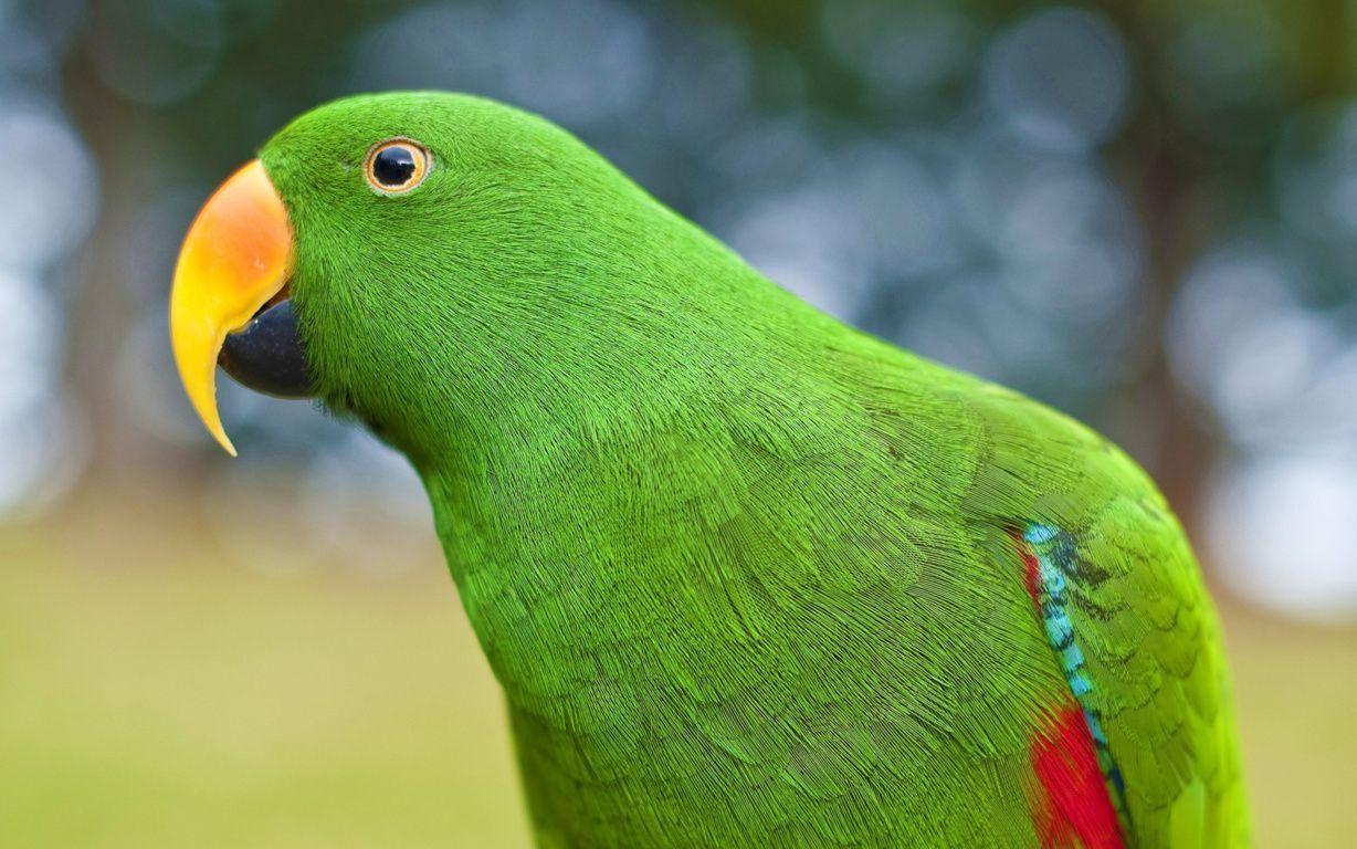 Hình nền HD 1228x768 Eclectus Parrot.  Loài vật.  Con vẹt, Chim, Hình ảnh con vẹt https://wallpaperaccess.com/full/947878.jpg