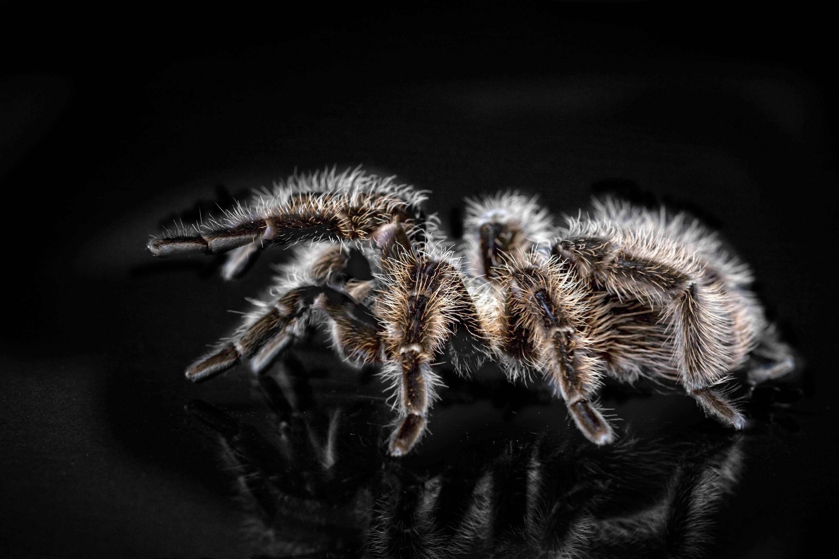 3543x2362 Tarantula Photo, Download The BEST Free Tarantula & HD Image