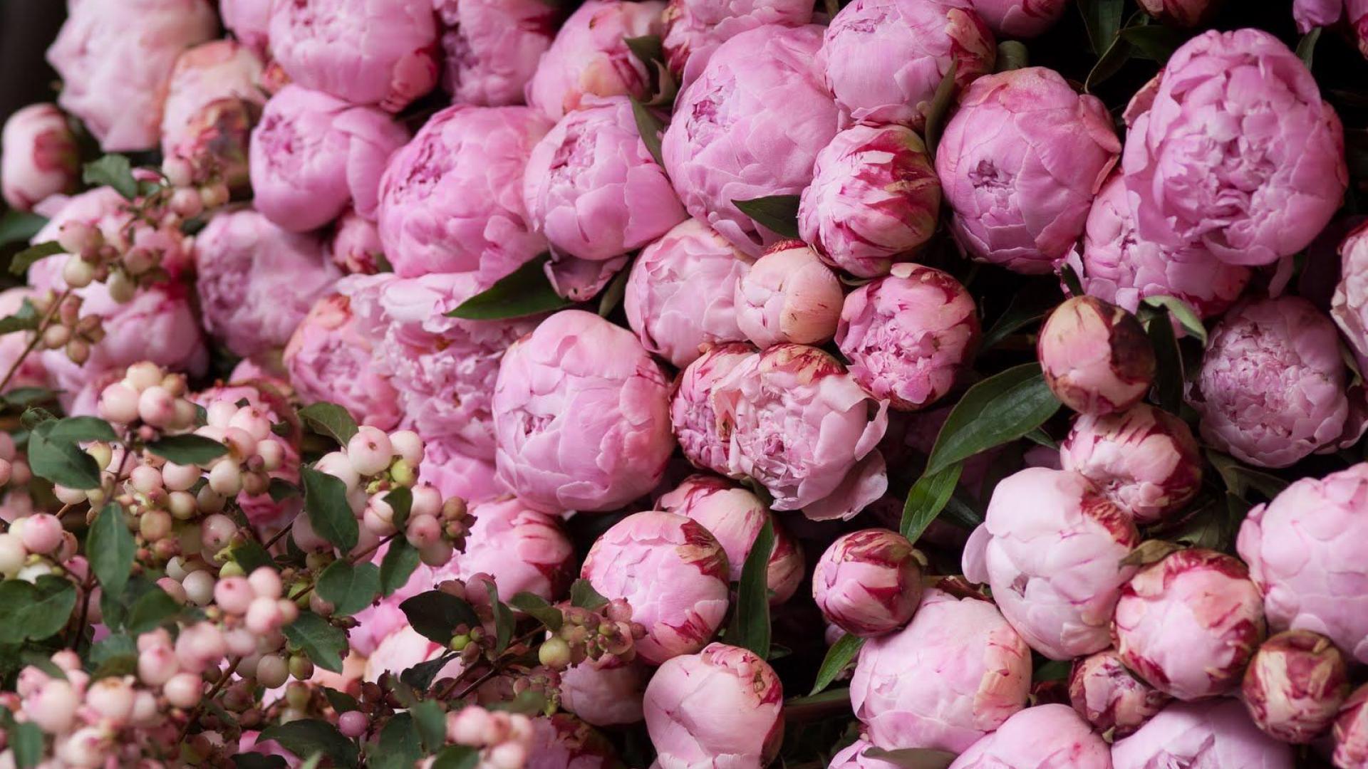 1920x1080 Free Peony Background Download