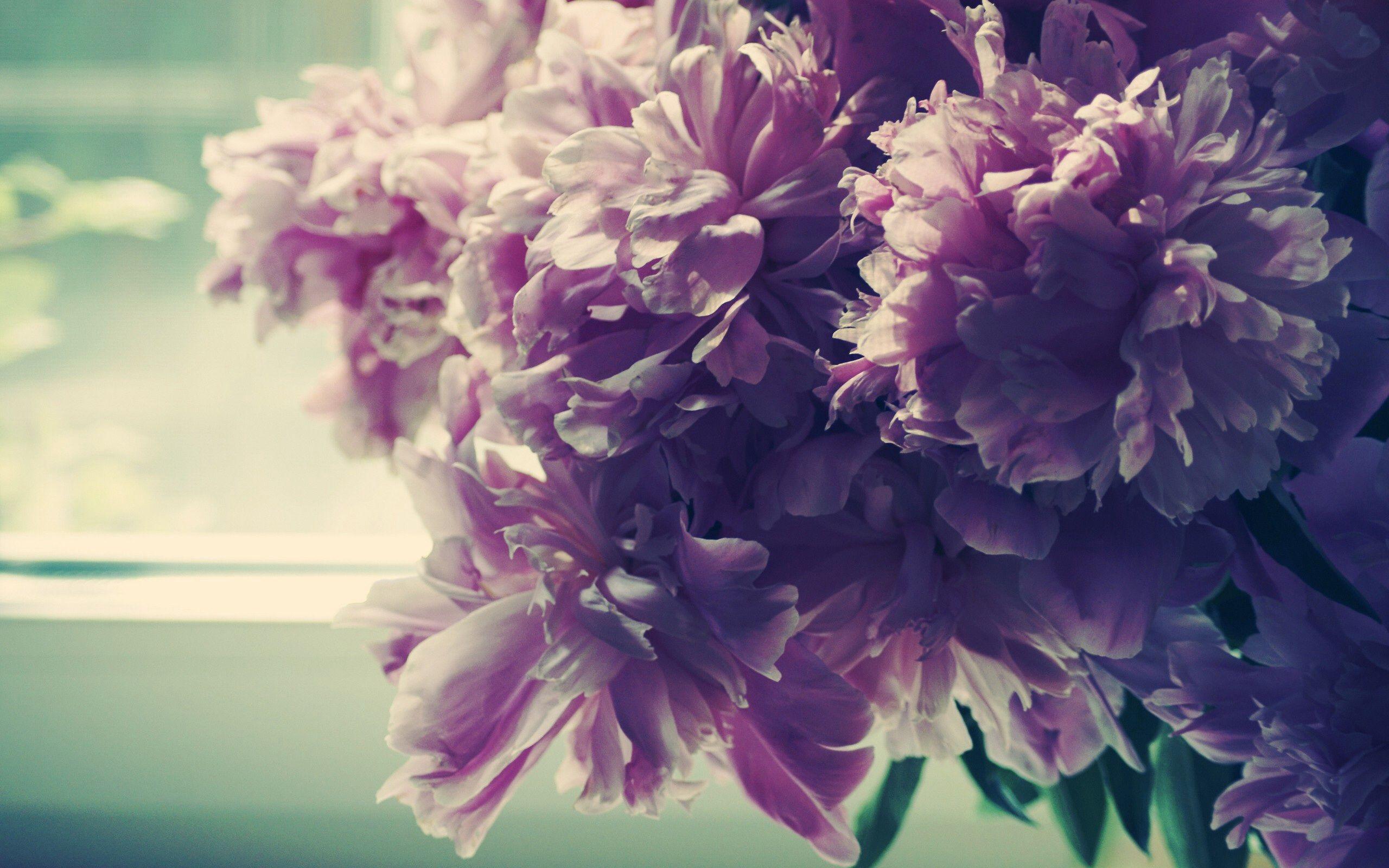 2560x1600 Pink Peony desktop PC and Mac wallpaper