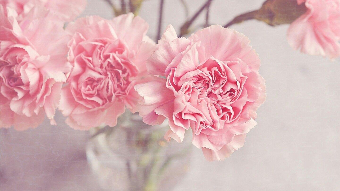 1440x810 Цветы. Flowers, Wallpaper, Carnations
