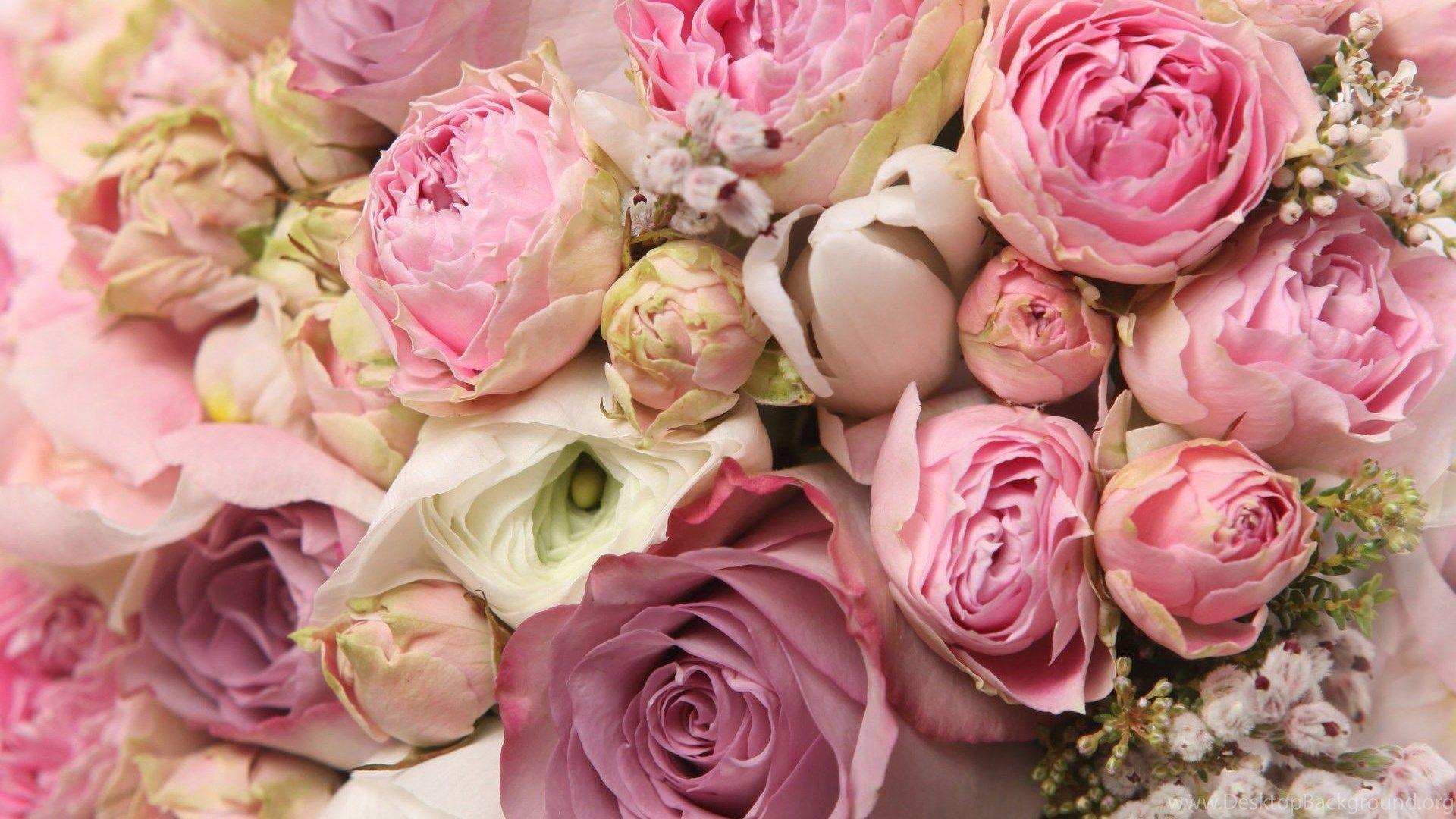 1920x1080 Pink Peony White Background Wallpaper. Desktop Background
