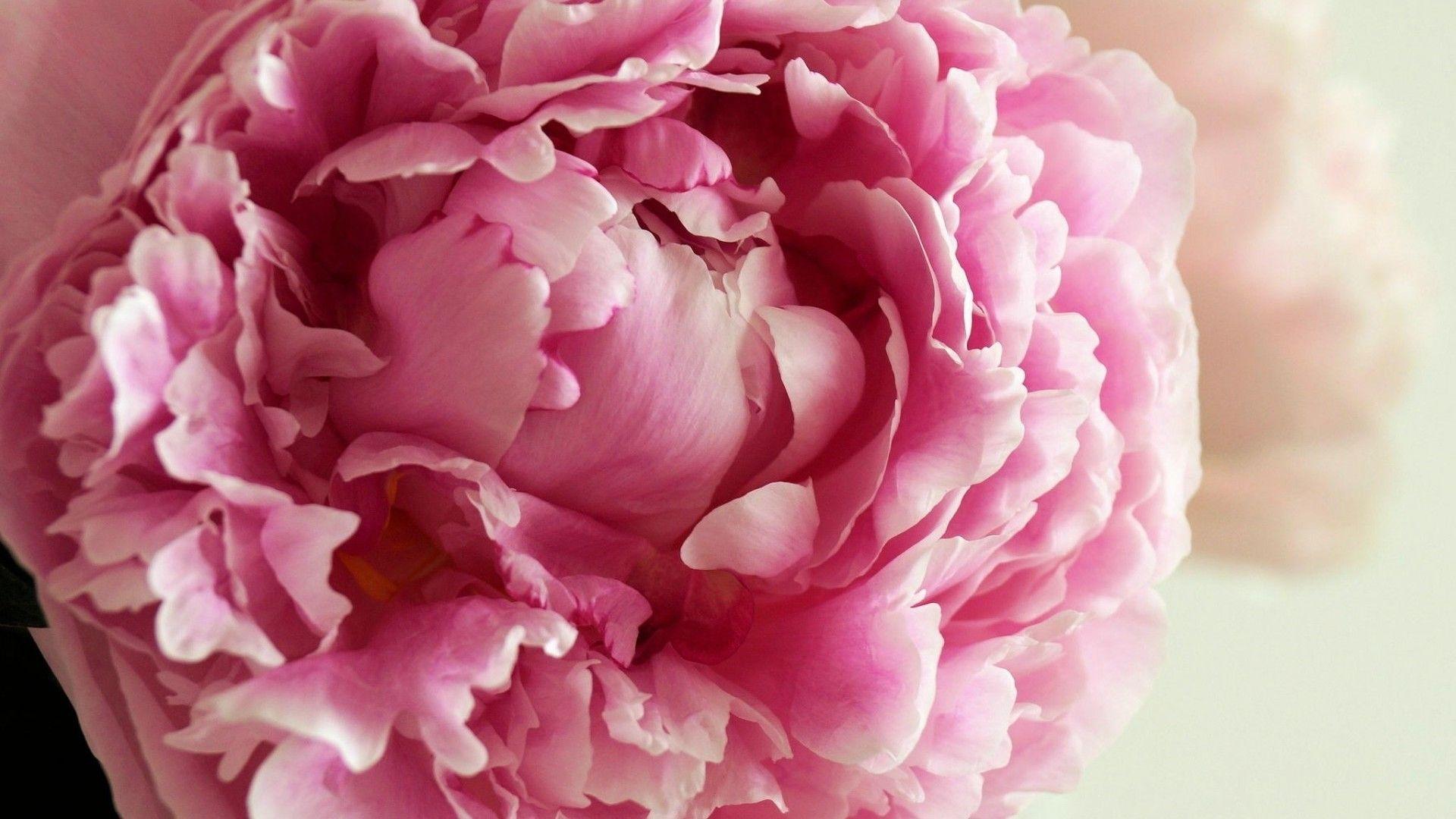 1920x1080 Desktop Wallpaper Peonies