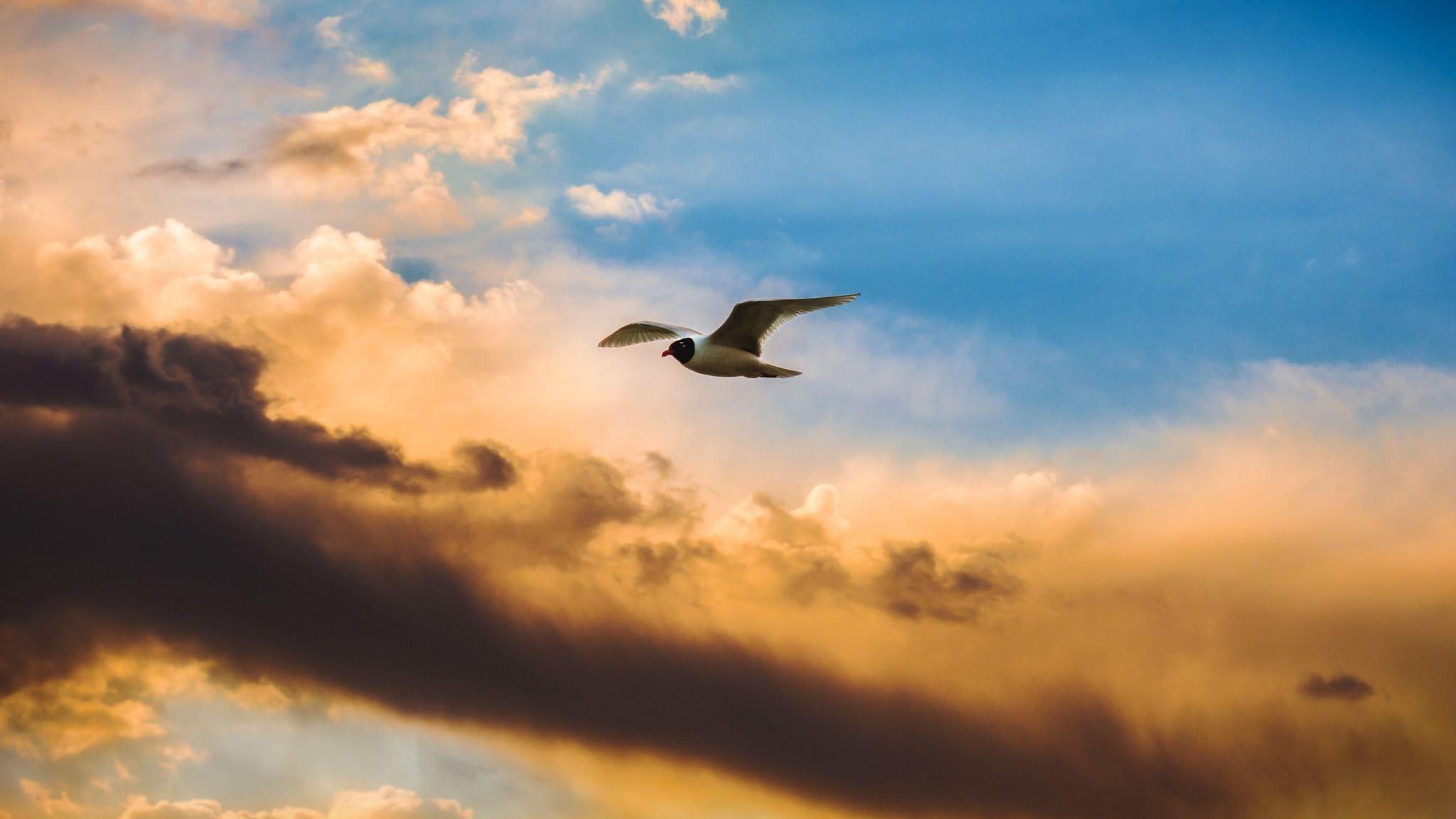 2048x1152 Download wallpaper 2048x1152 bird, flight, sky, clouds ultrawide