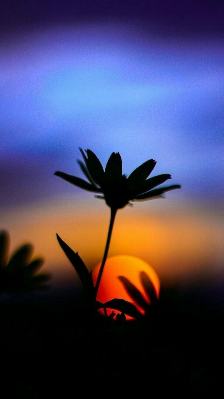 736x1307 Sunset Portrait Wallpaper