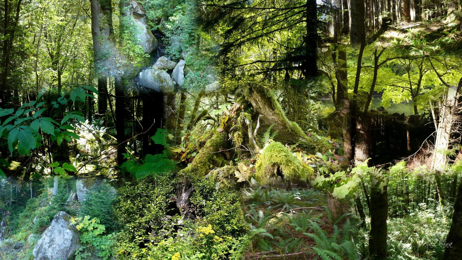 1920x1080 Pacific Northwest Wallpaper