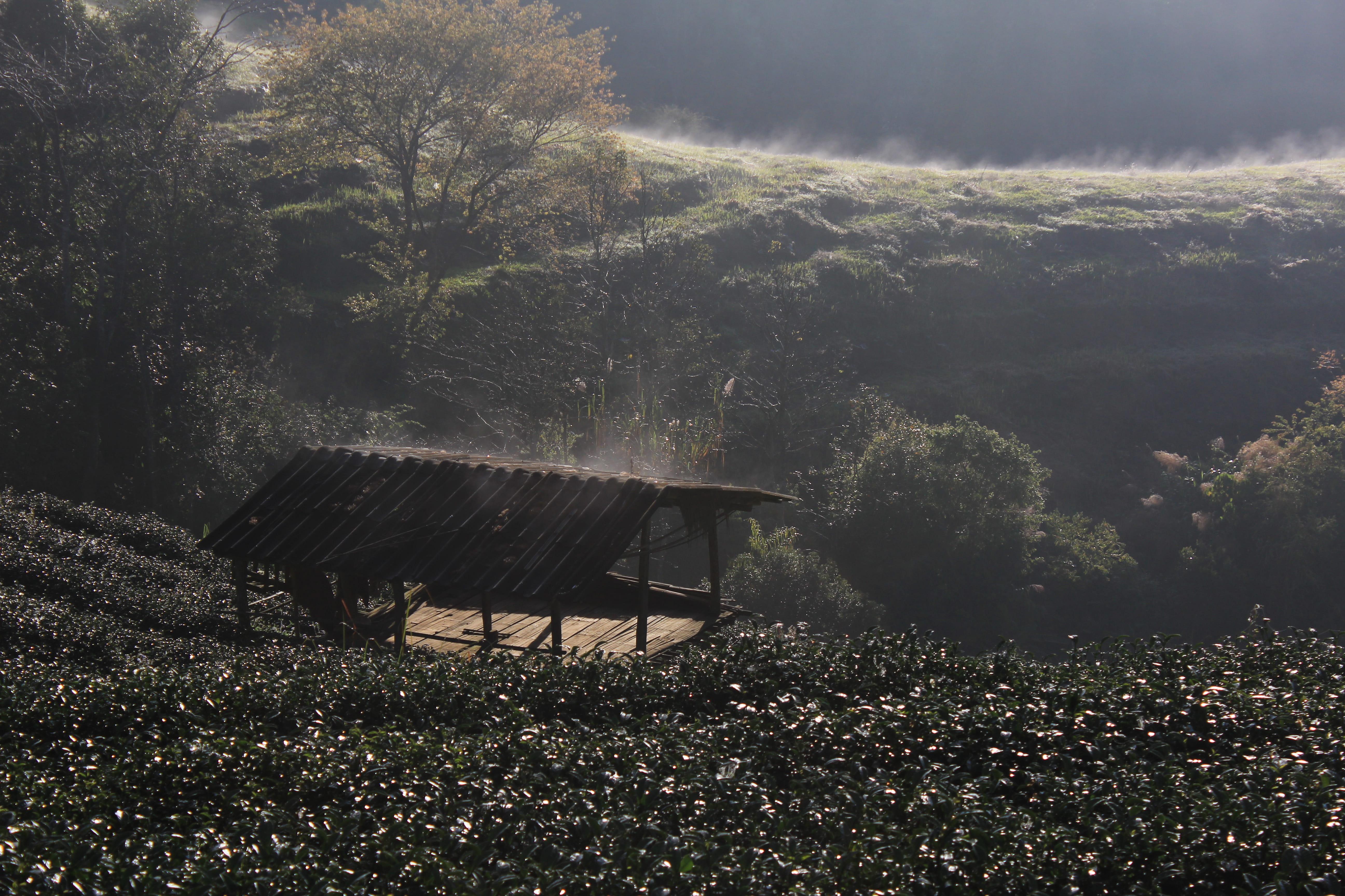 5184x3456 Wallpaper / growth, thailand, nature, HD wallpaper, architecture, chiangmai, chiang mai, environment, wallpaper, land, abandoned, beauty in nature, tea plantation free download