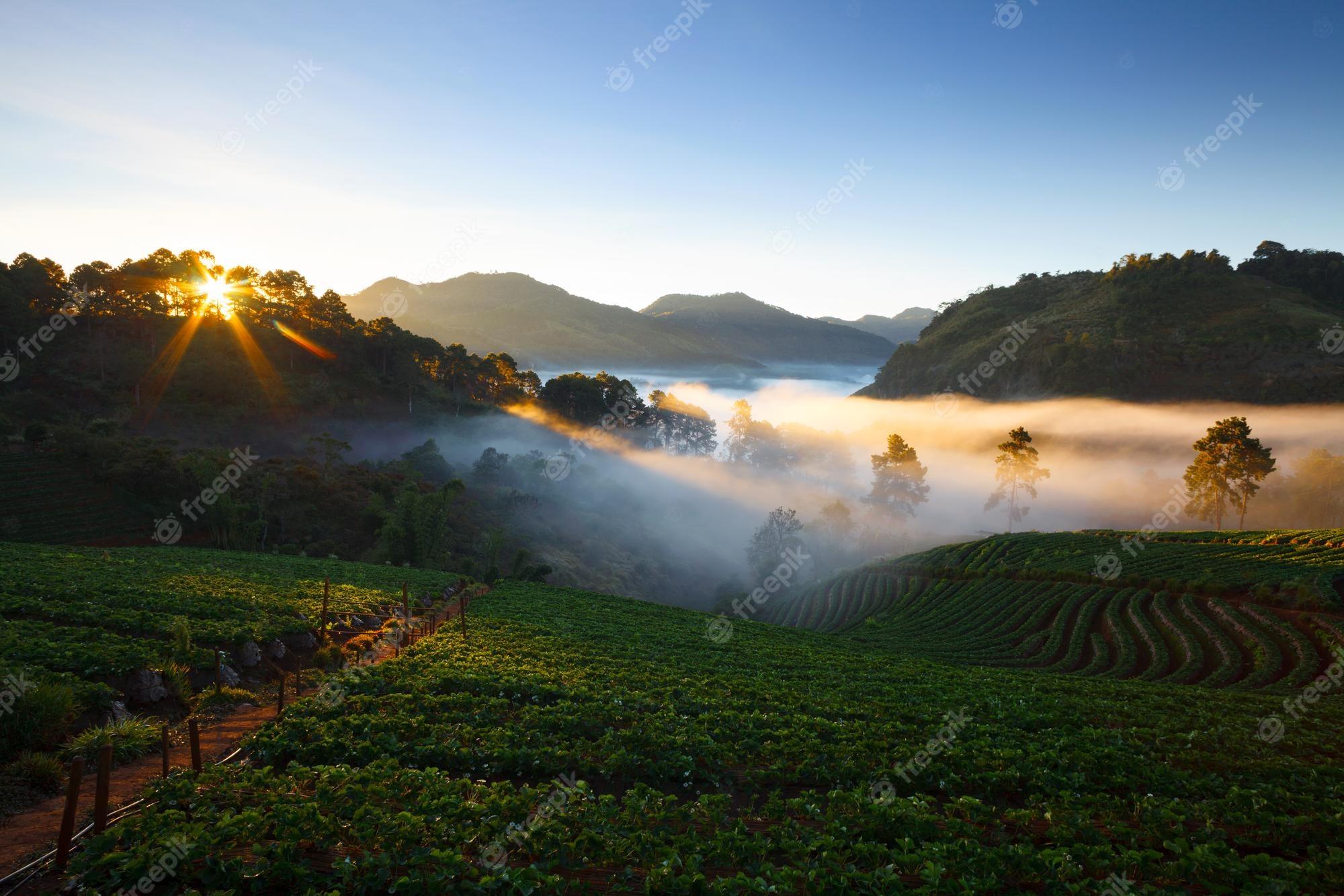 2000x1333 Premium Photo. Misty morning sunrise in strawberry garden at doi ang khang mountain chiangmai thailand