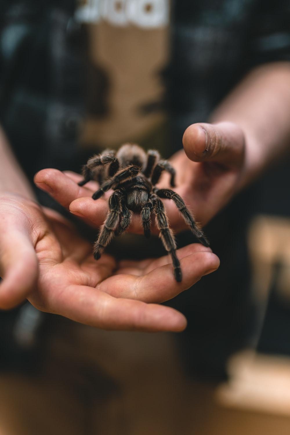 1000x1500 Tarantula Picture. Download Free Image