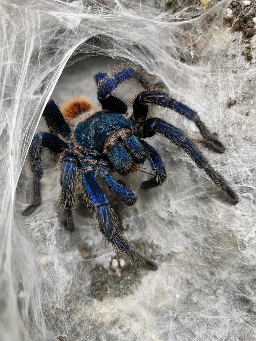 1000x1333 Tarantula Picture. Download Free Image