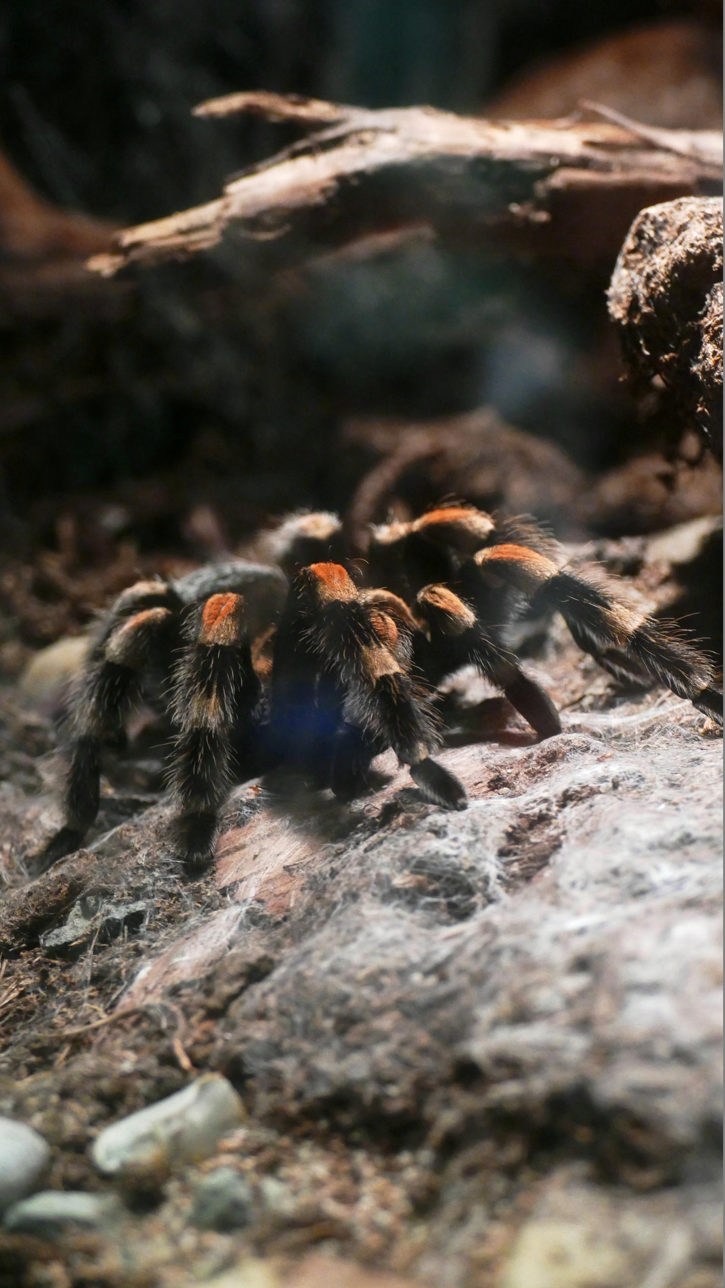 3080x5472 Tarantula Photo, Download The BEST Free Tarantula & HD Image