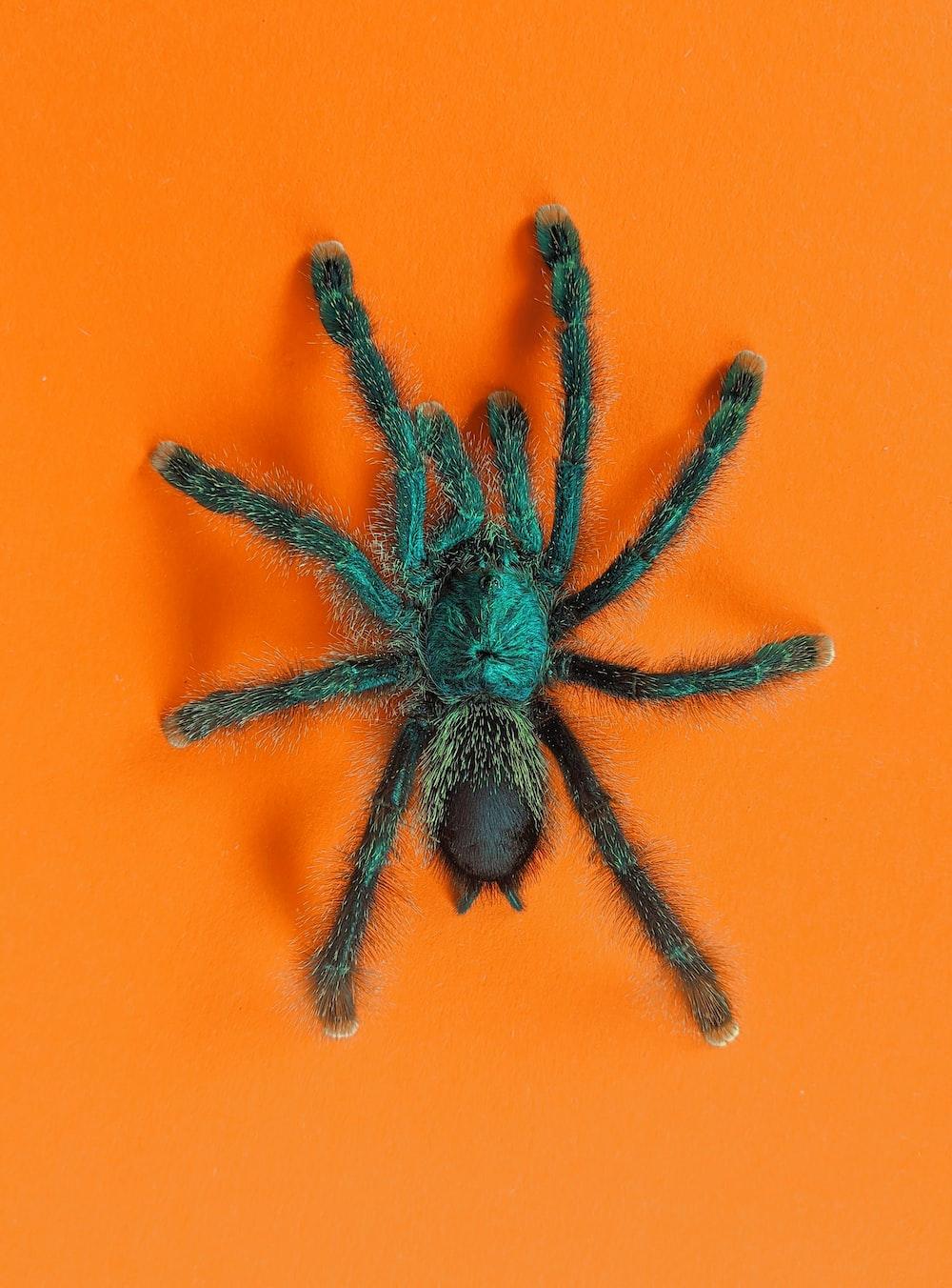 1000x1352 Tarantula Picture. Download Free Image