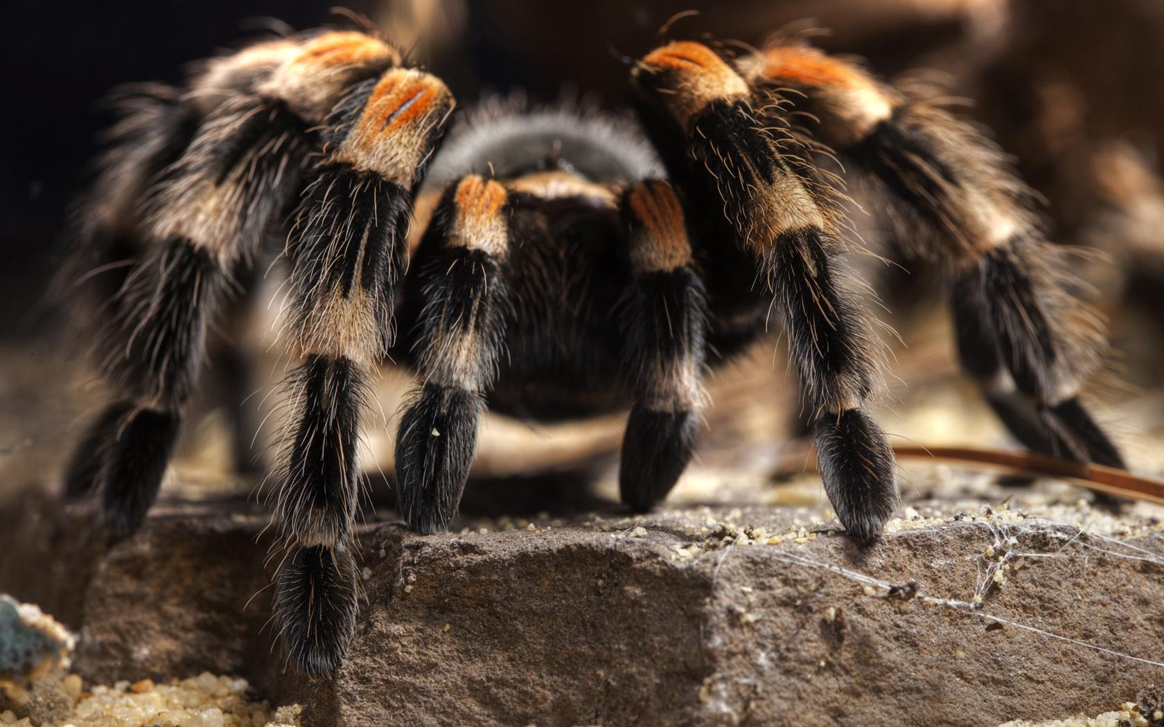 1680x1050 Tarantula HD Wallpaper and Background