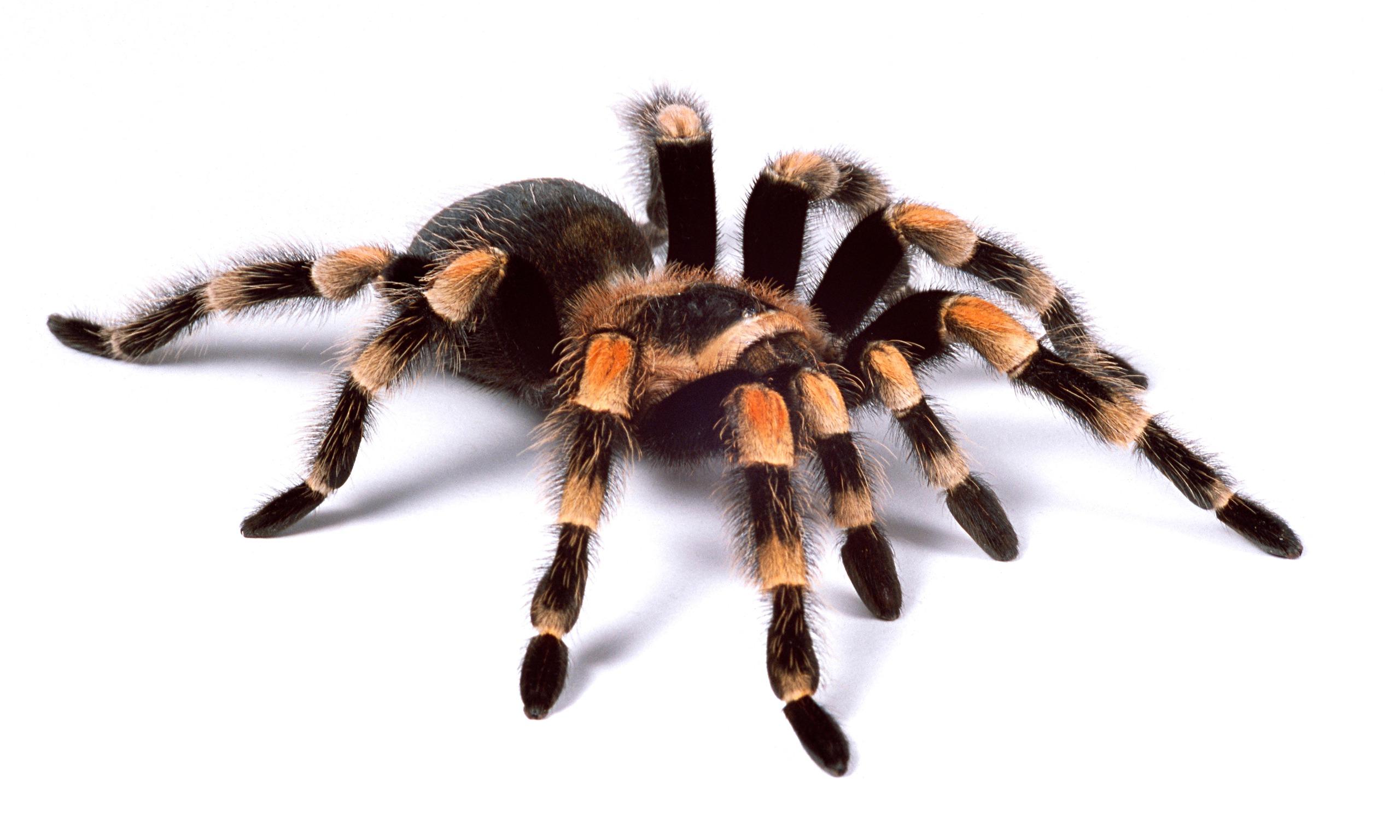 2560x1536 Tarantula HD Wallpaper