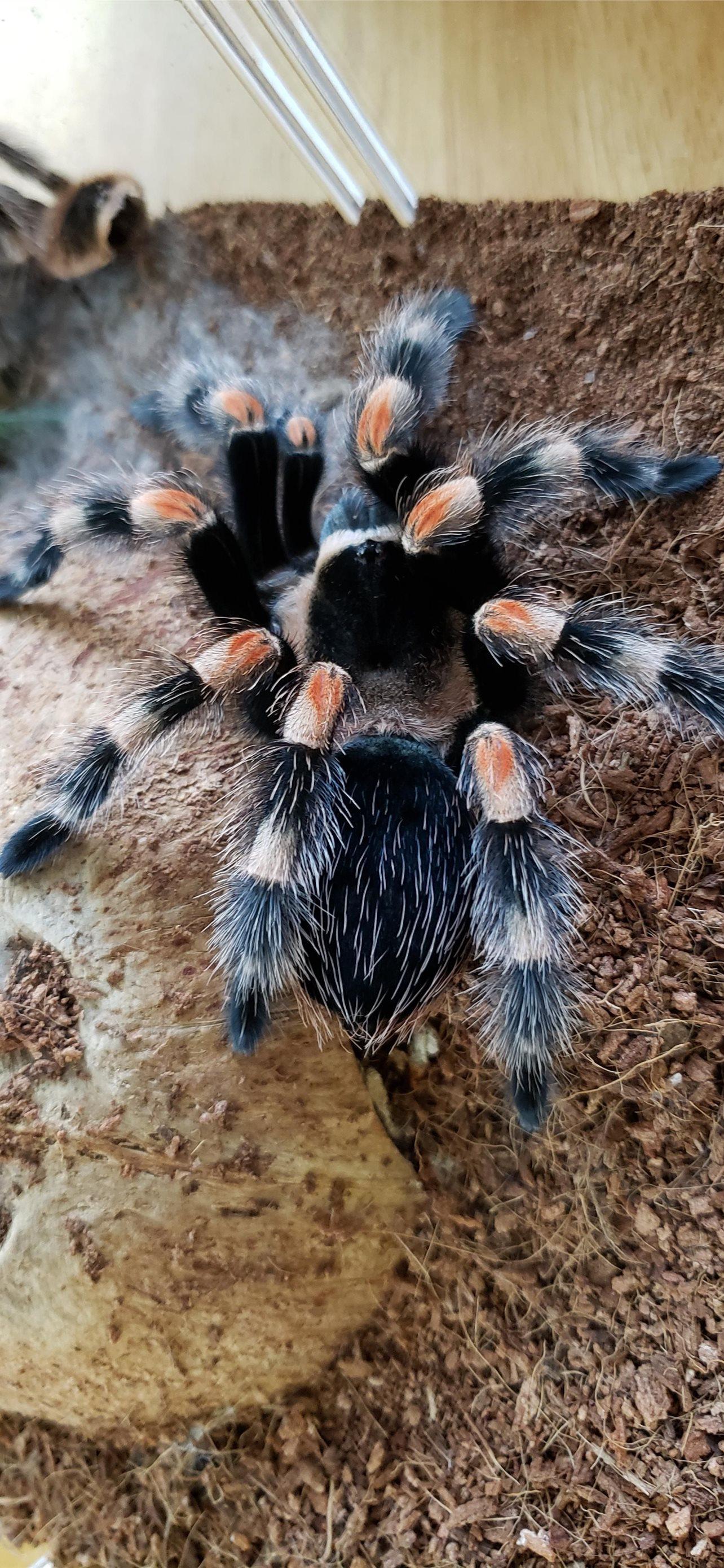 1284x2778 Best Tarantula iPhone HD Wallpaper