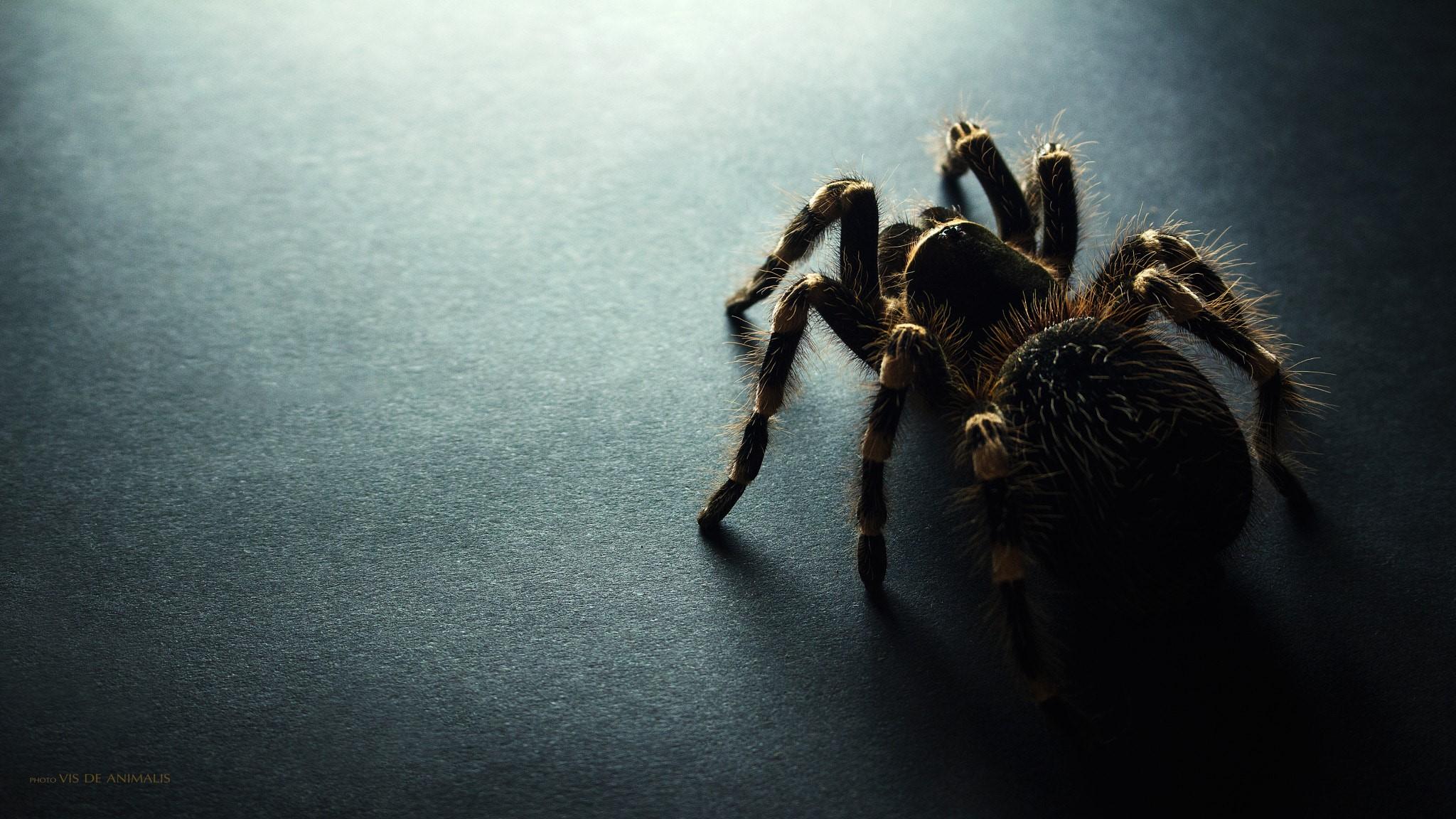 2048x1152 tarantula 1080P, 2k, 4k Full HD Wallpaper, Background Free Download