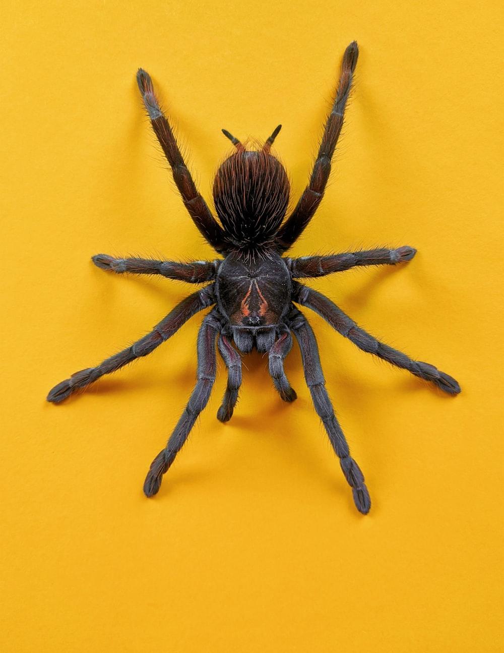 1000x1295 Tarantula Picture. Download Free Image