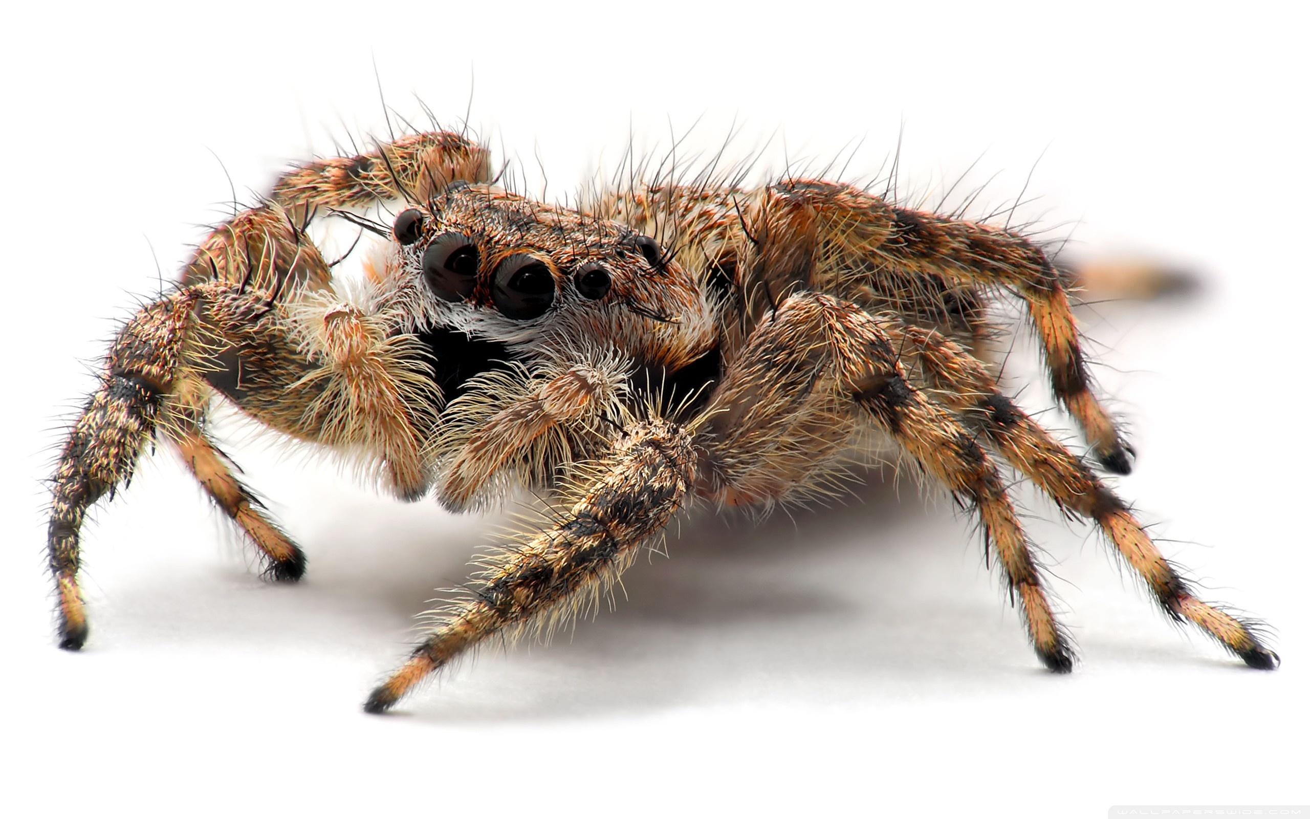 2560x1600 Tarantula Spider Close Up Ultra HD Desktop Background Wallpaper for 4K UHD TV : Tablet
