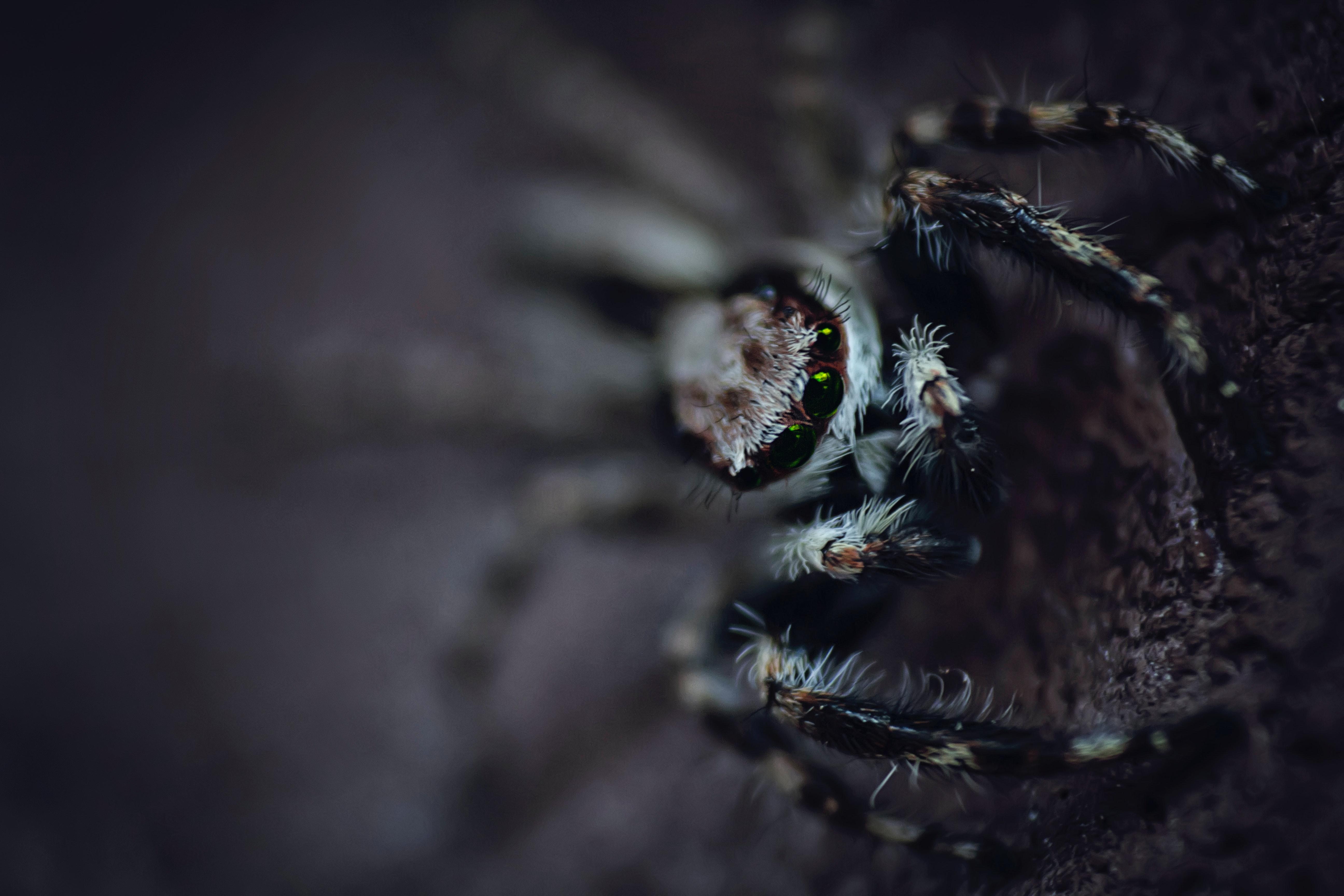 5184x3456 Tarantula Photo, Download The BEST Free Tarantula & HD Image