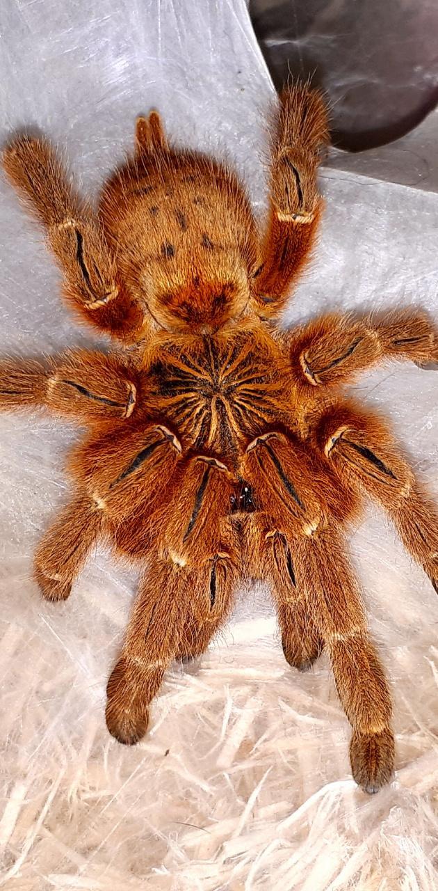 630x1280 Tarantula wallpaper