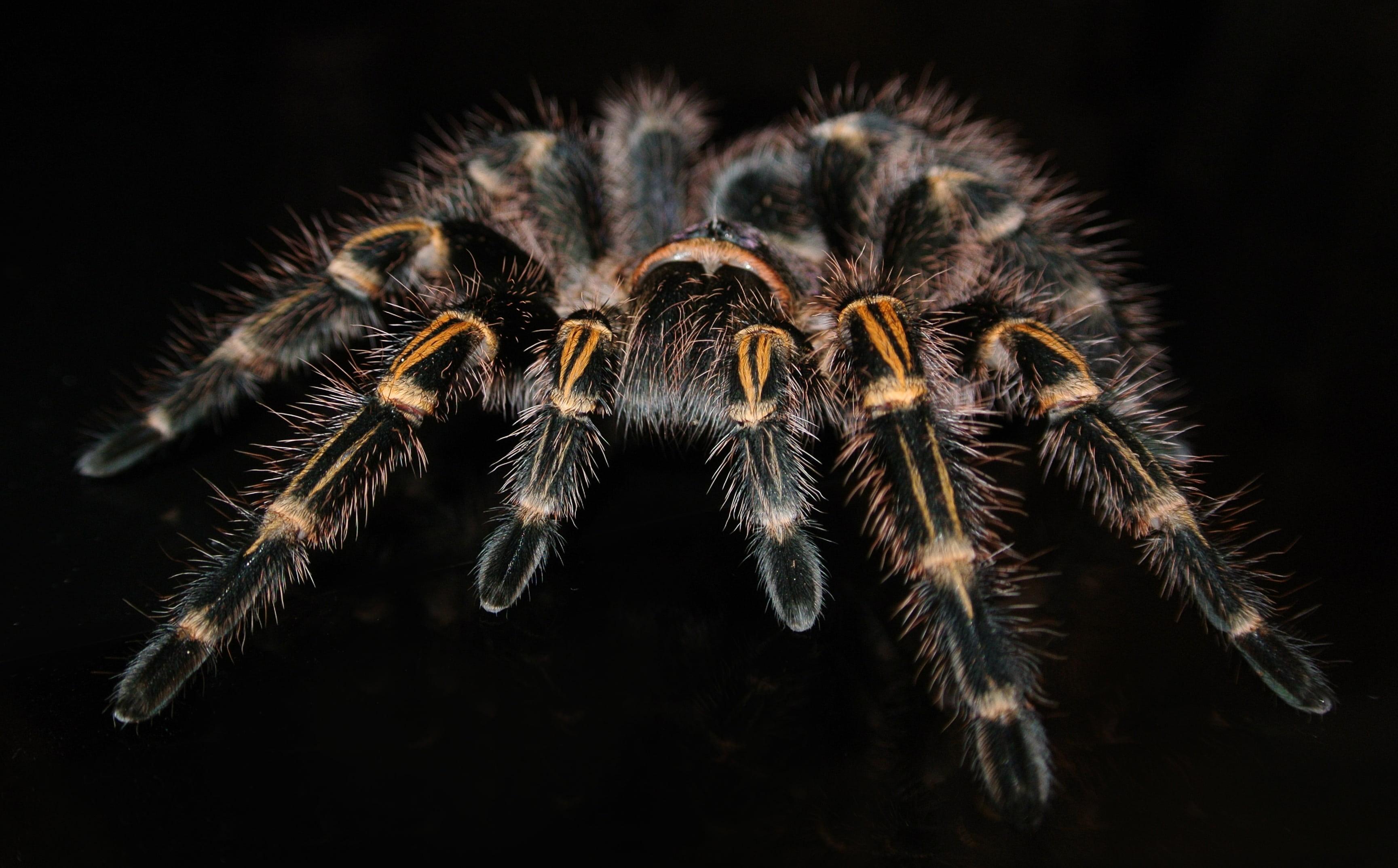 3458x2148 Wallpaper / spider, invertebrate, no people, animal themes, pulchripes, closeup, animal wildlife, arachnid, 2K, black background, exotic, indoors, arthropod, tarantula free download