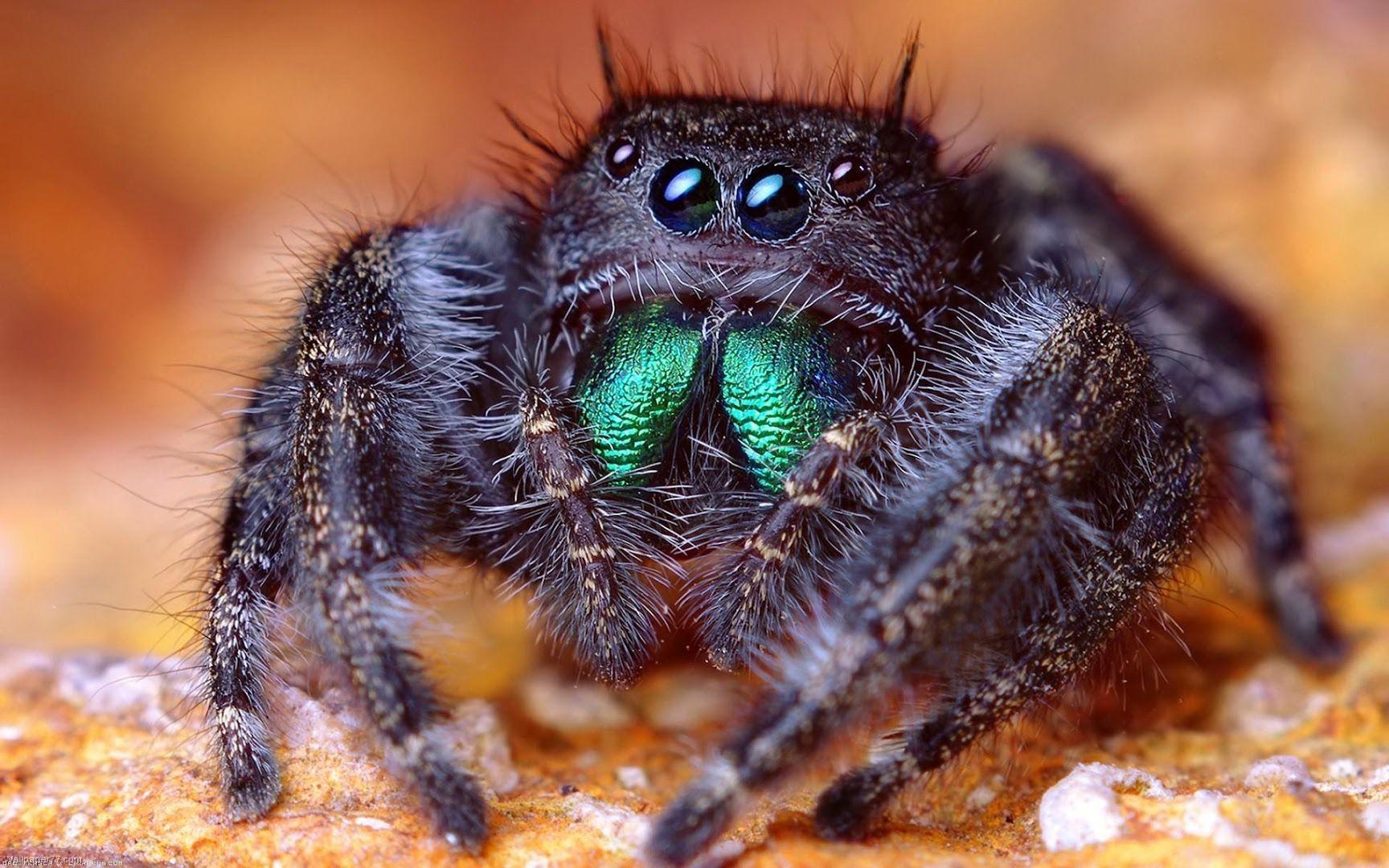 1728x1080 Tarantula Wallpaper For iPad