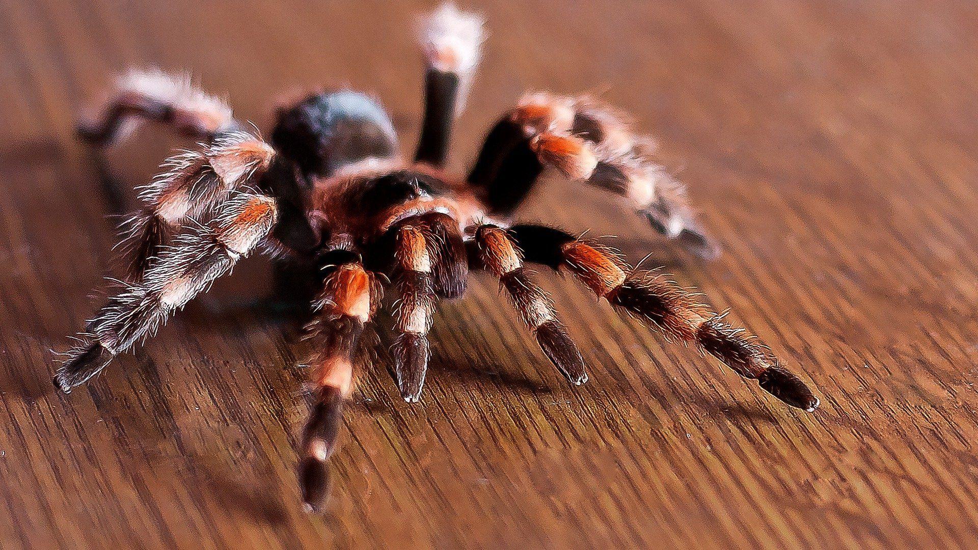 1920x1080 Spider Insect Wallpaper