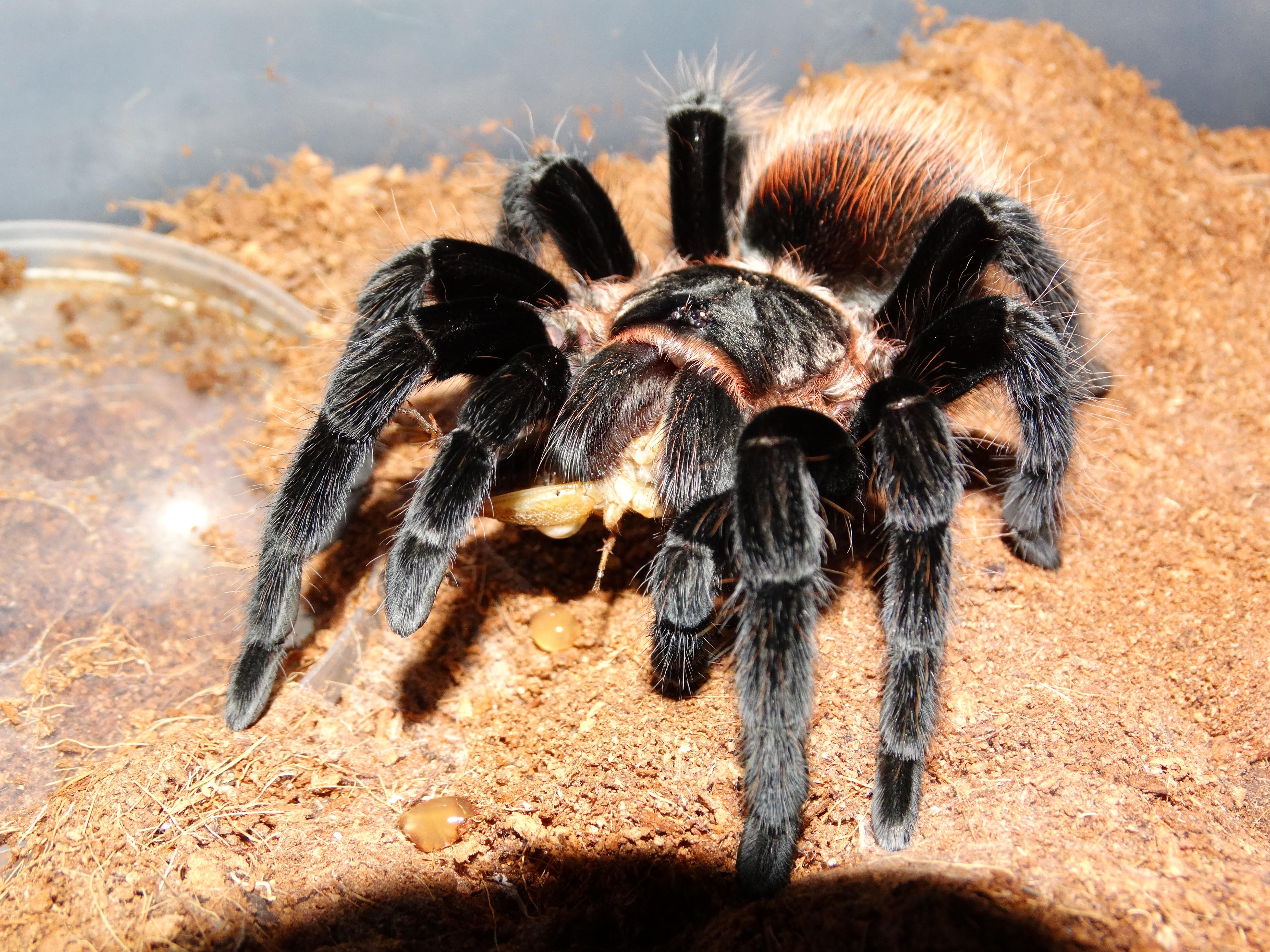 5184x3888 Tarantula 4k Ultra HD Wallpaper