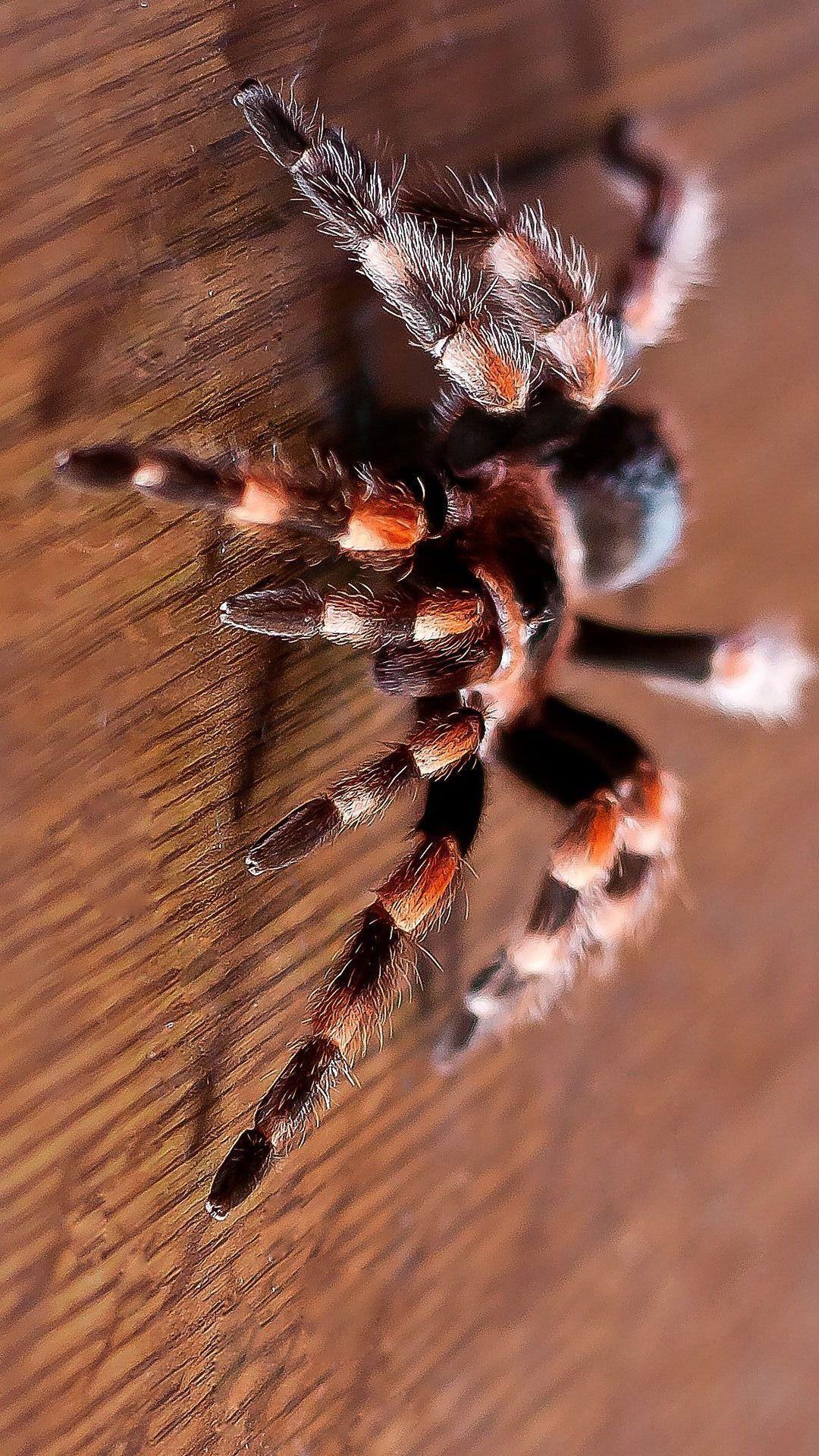 1080x1920 Tarantula iPhone Wallpaper