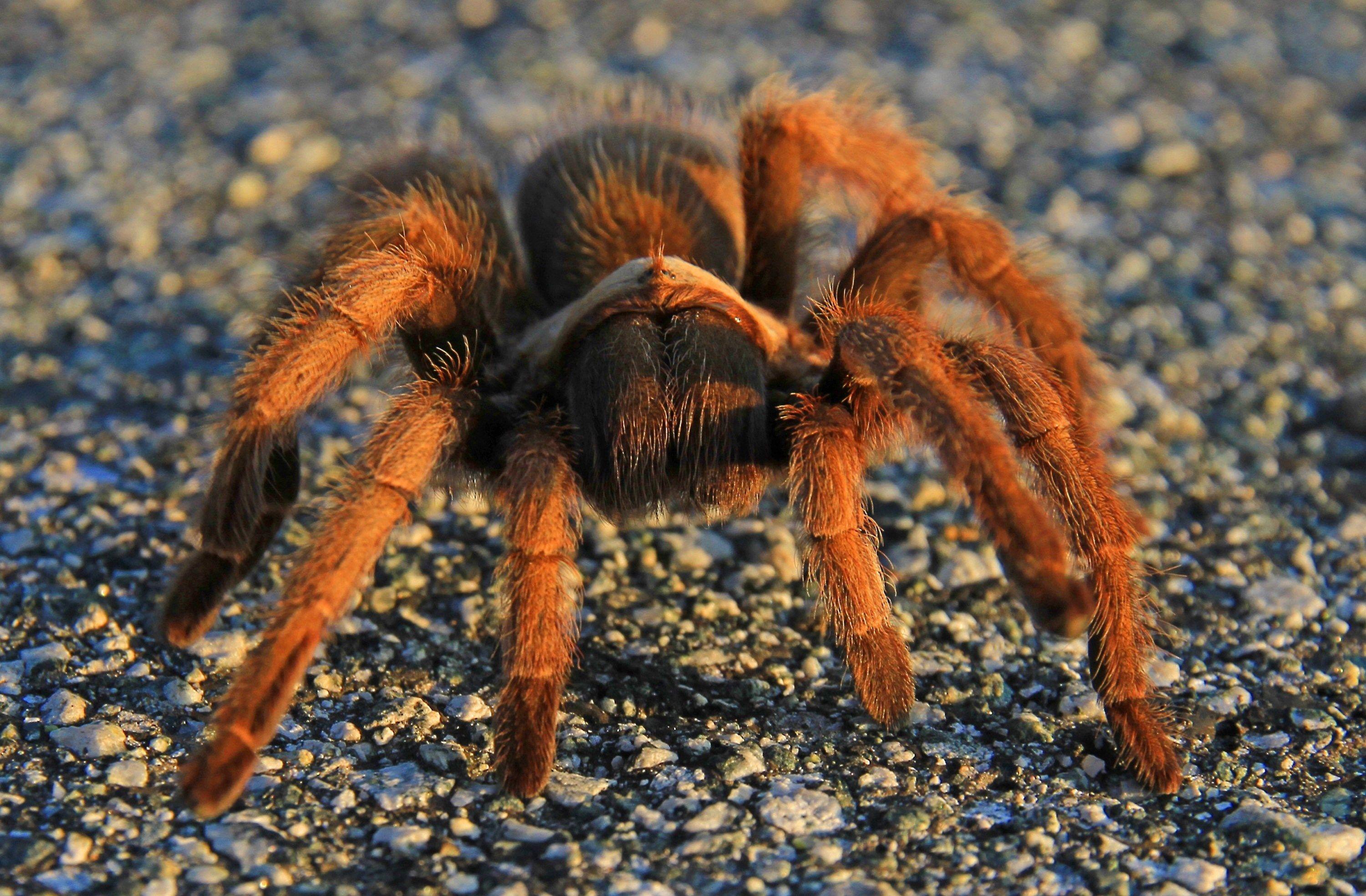 3000x1969 spider wallpaper pack 1080p hd, 3000x1969 (1055 kB). Rose hair tarantula, Tarantula, Spider picture