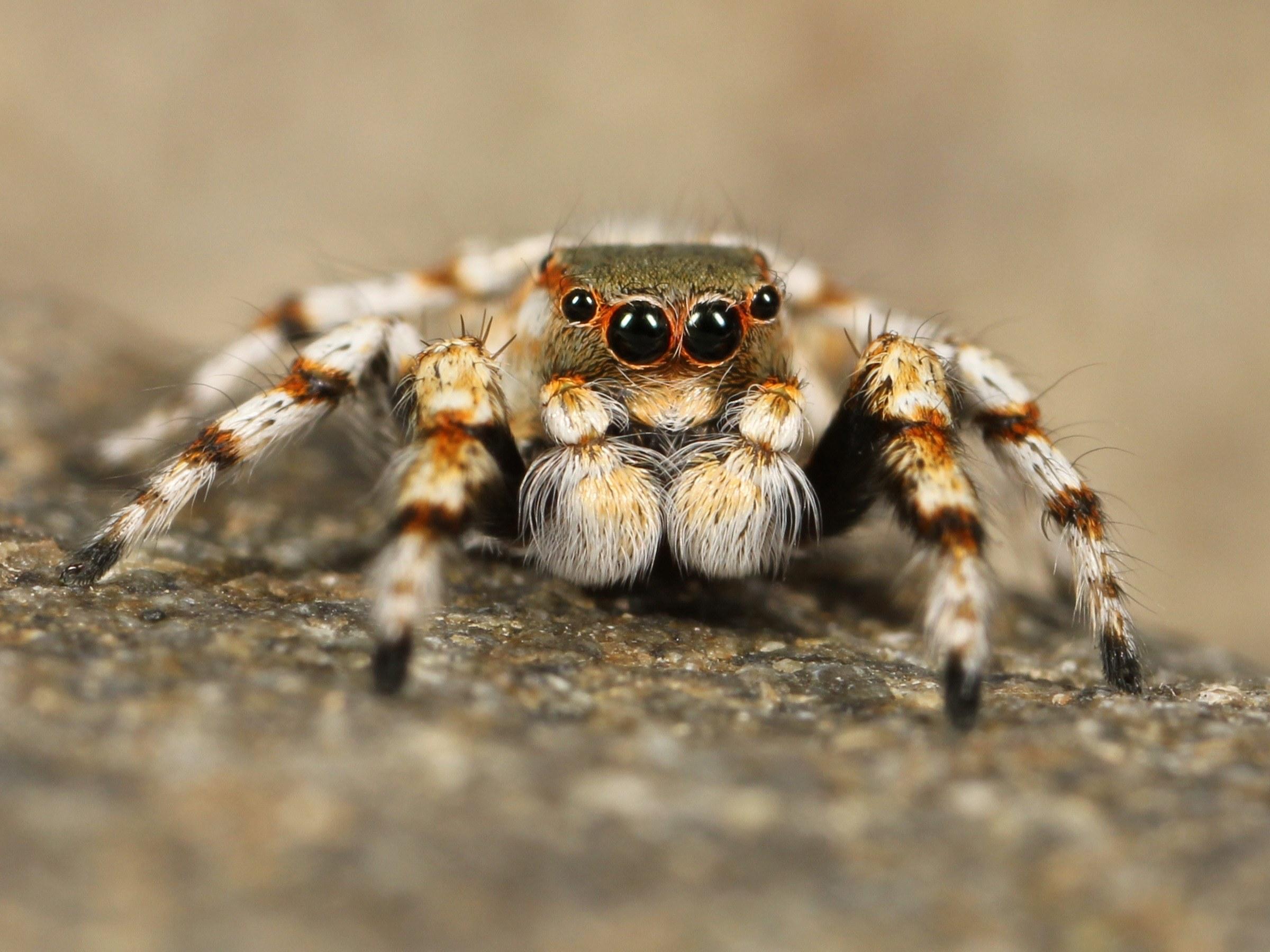 2400x1800 Wallpaper / jumping spider tarantula bird spider insect 4k wallpaper free download