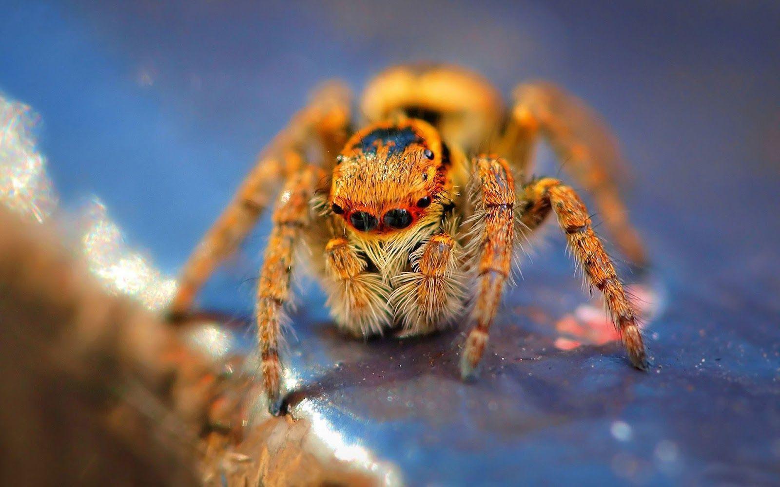 1600x1000 Tarantula Full HD Wallpaper 4k