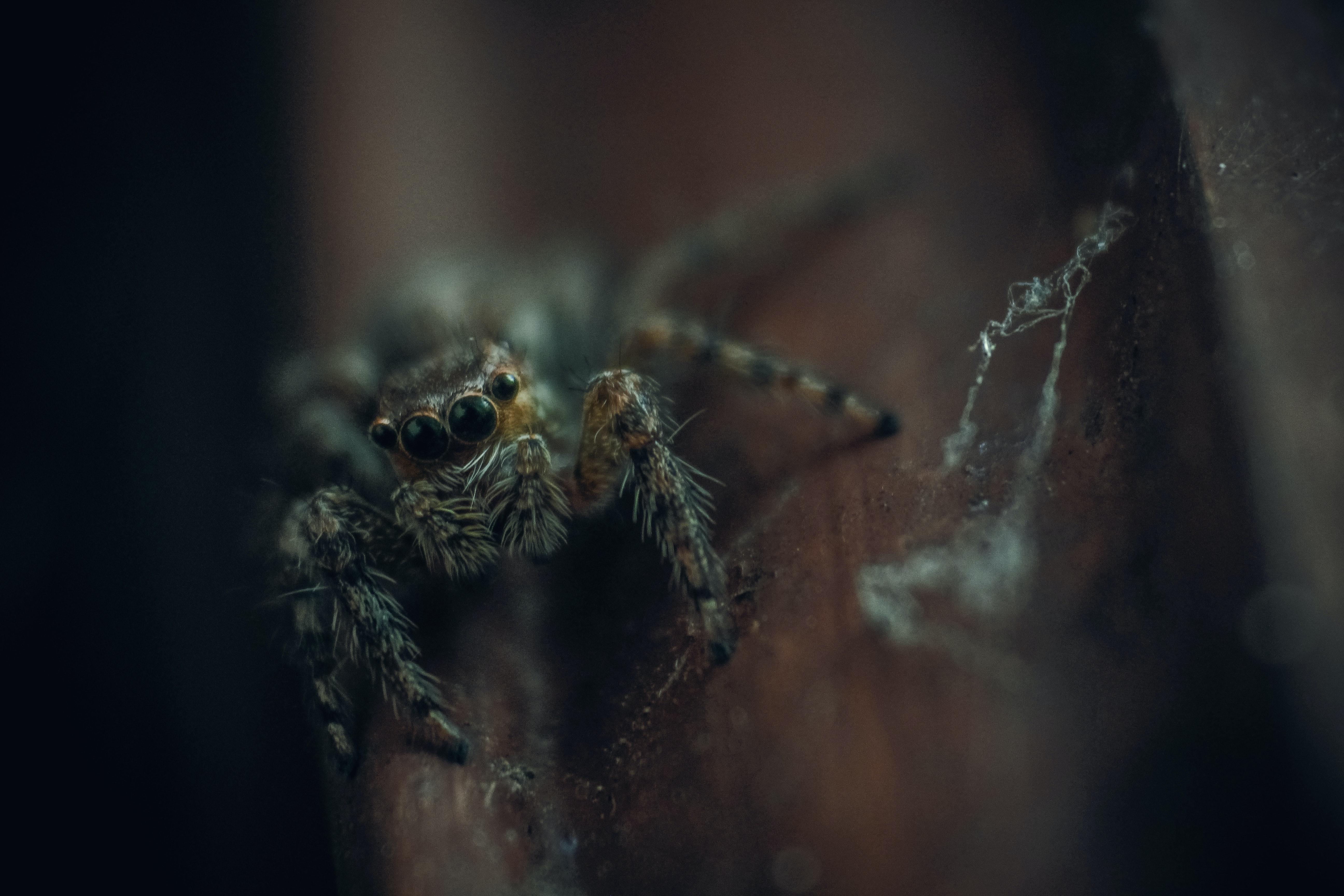 5184x3456 Tarantula Photo, Download The BEST Free Tarantula & HD Image