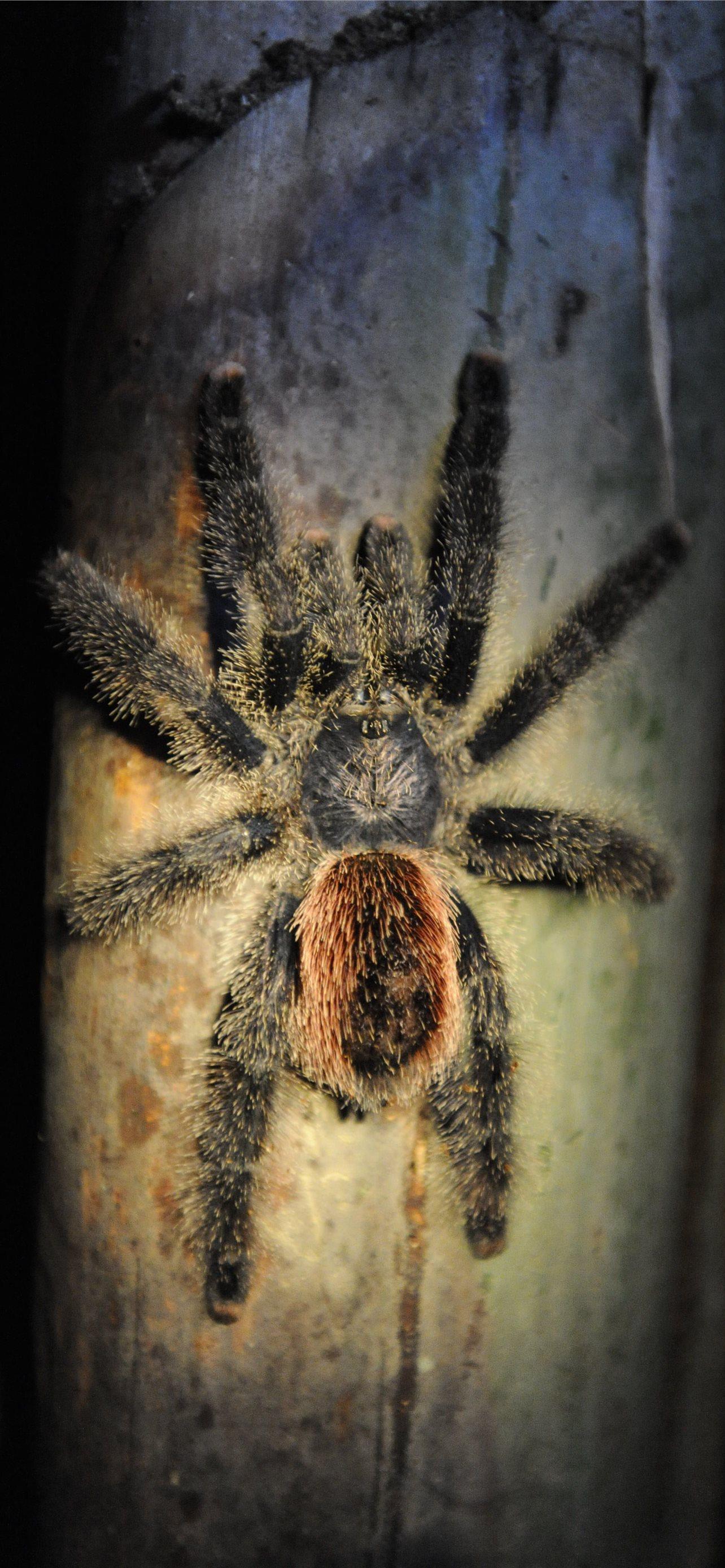 1284x2778 tarantula iPhone Wallpaper Free Download