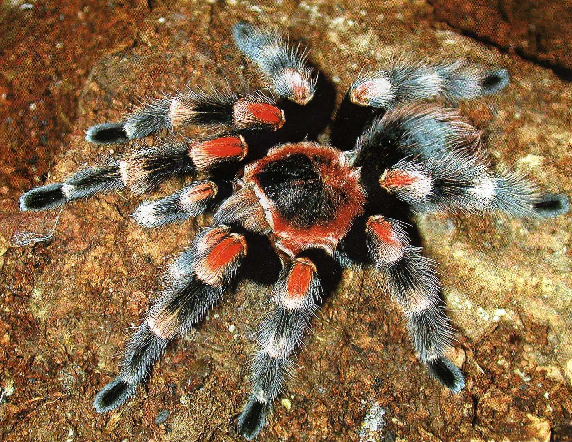 1961x1517 Tarantula HD Wallpaper