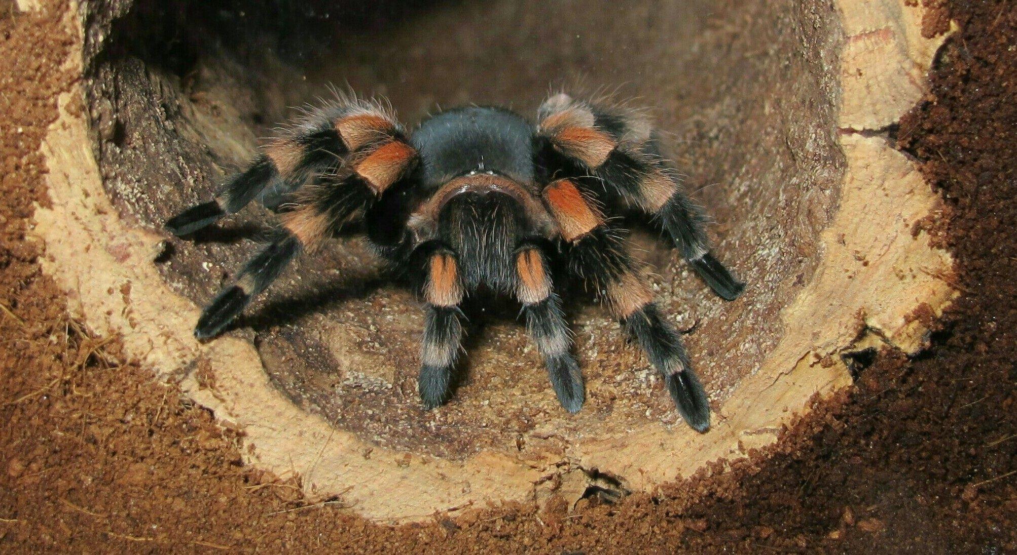 2006x1096 Tarantula Wallpaper