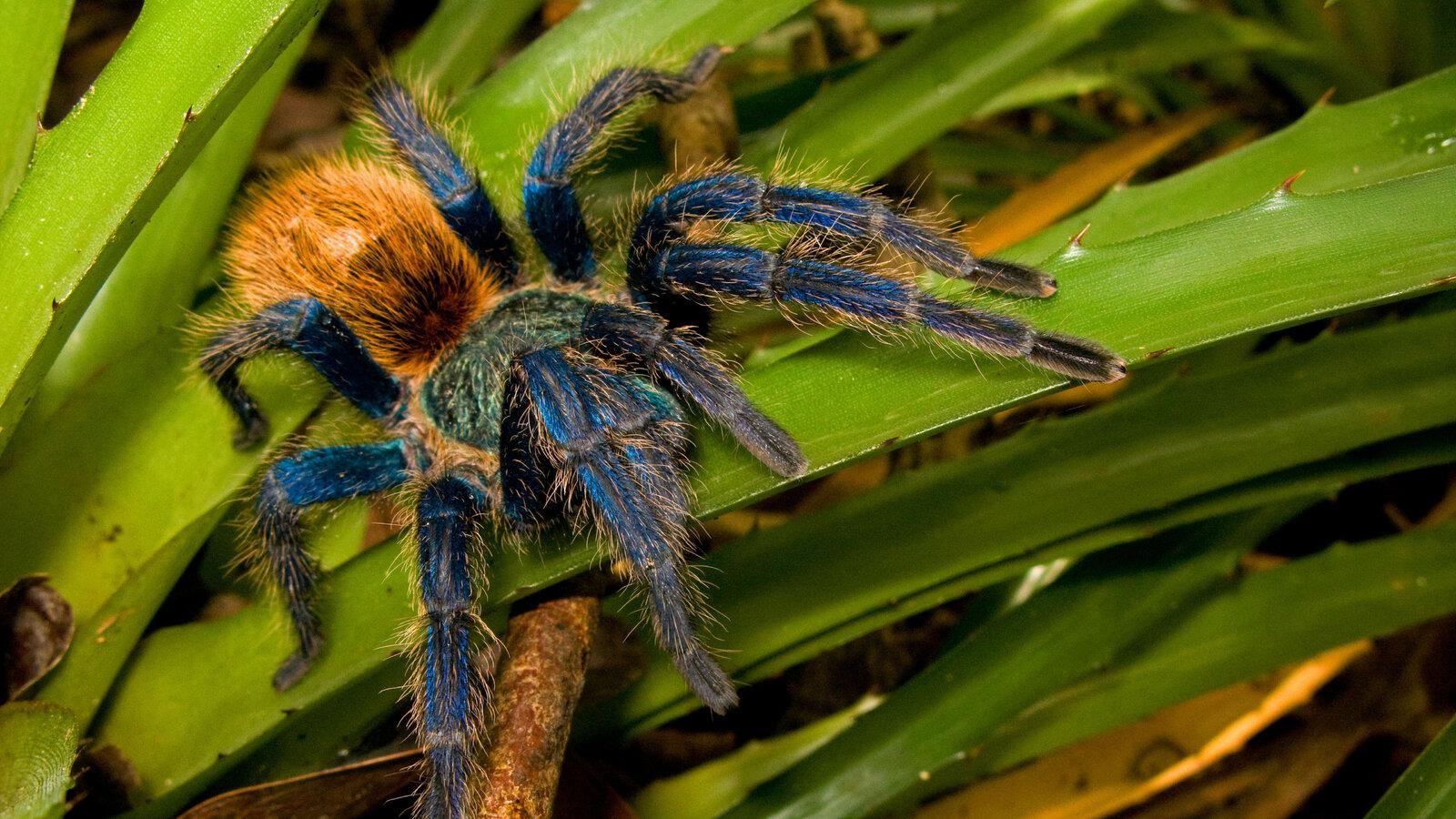 1600x900 Why So Blue, Tarantula? A Mystery Gets a New Clue