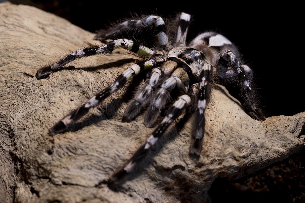 1280x853 Tarantula Spider Poecilotheria