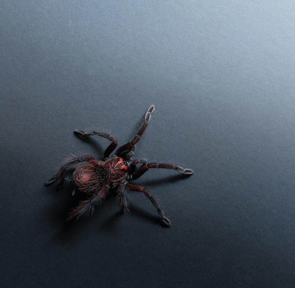 1000x977 Tarantula Picture. Download Free Image